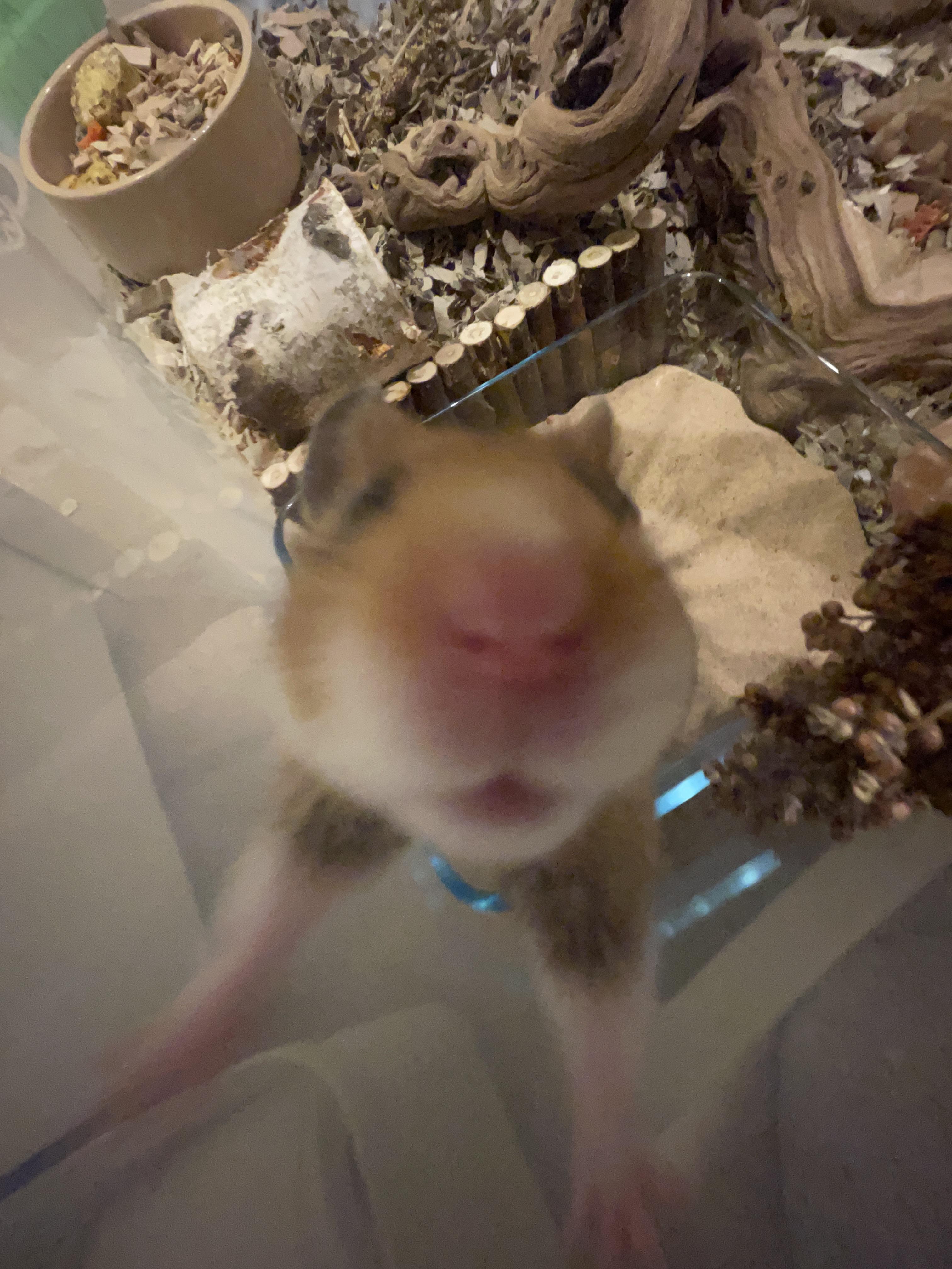 Sad Hamster Wallpapers Wallpaper Cave