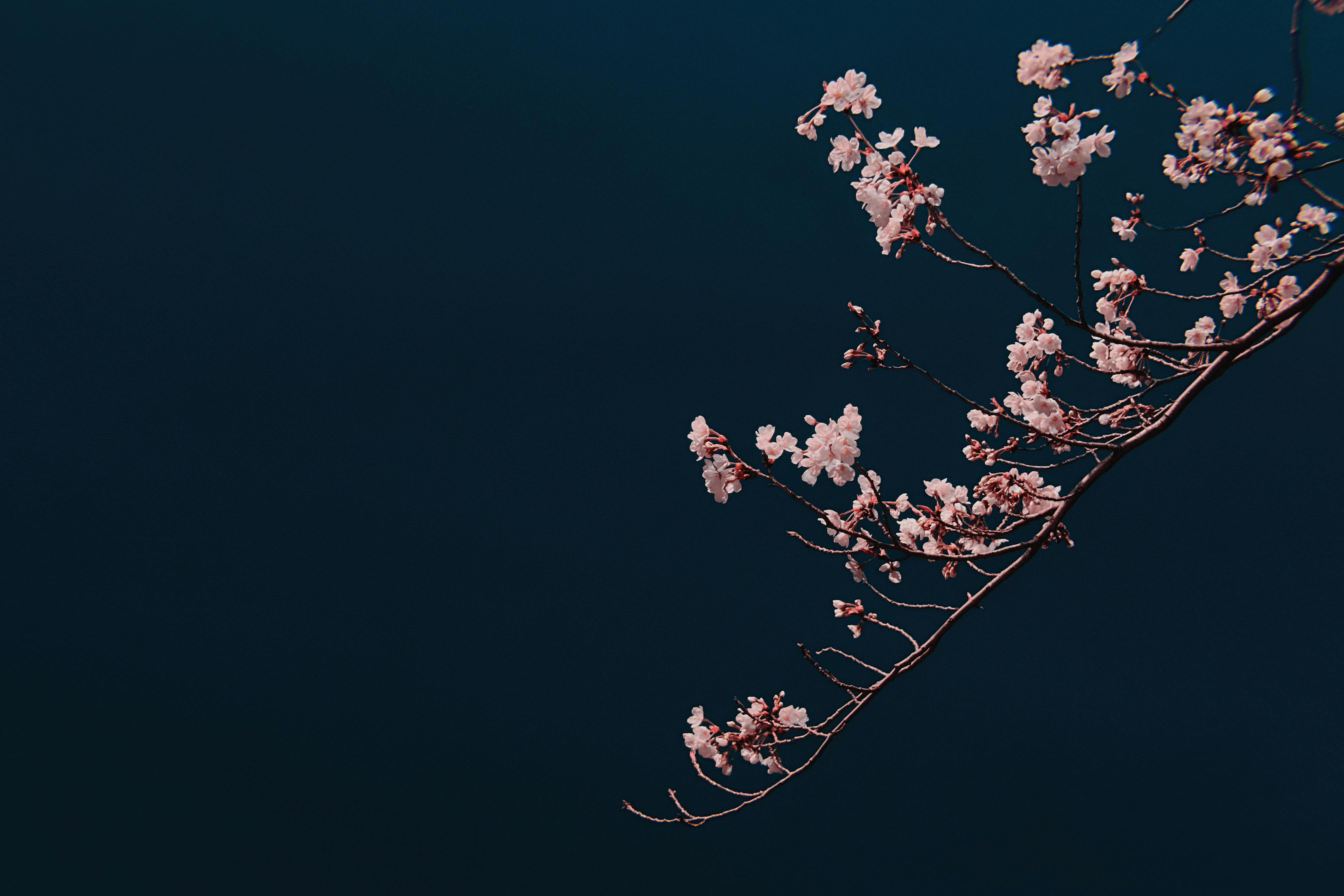 Pink Cherry Blossom in Black Background