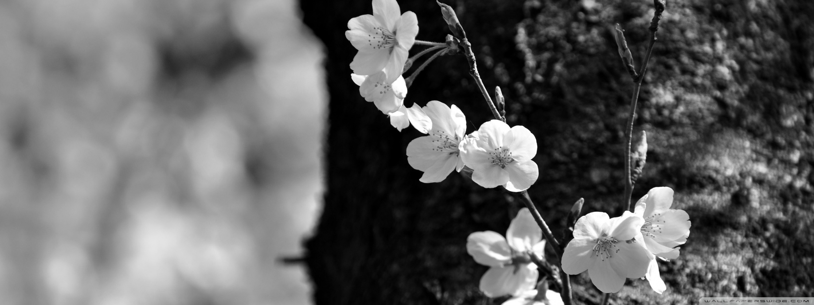 Ultra HD Desktop Background Wallpaper