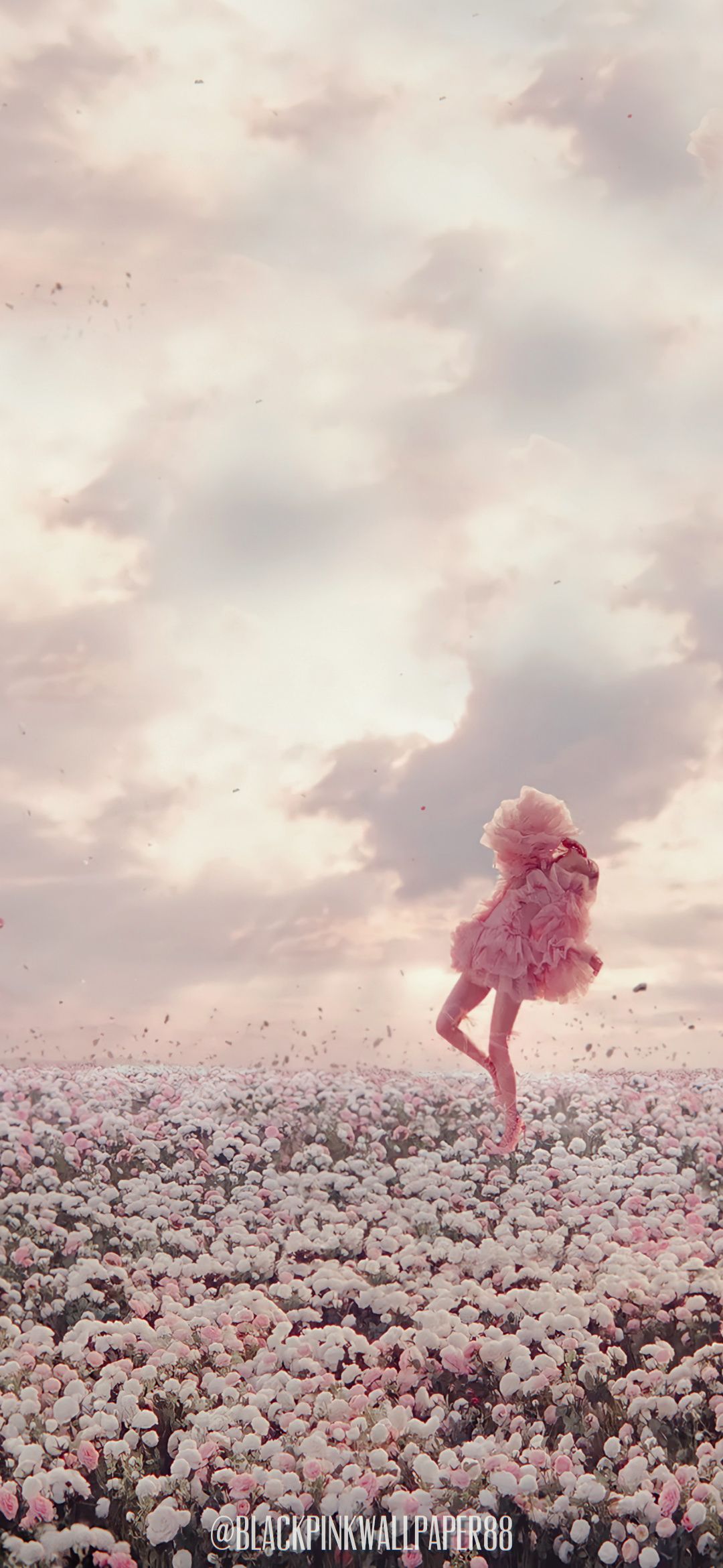 MV WALLAPER. Blackpink rose