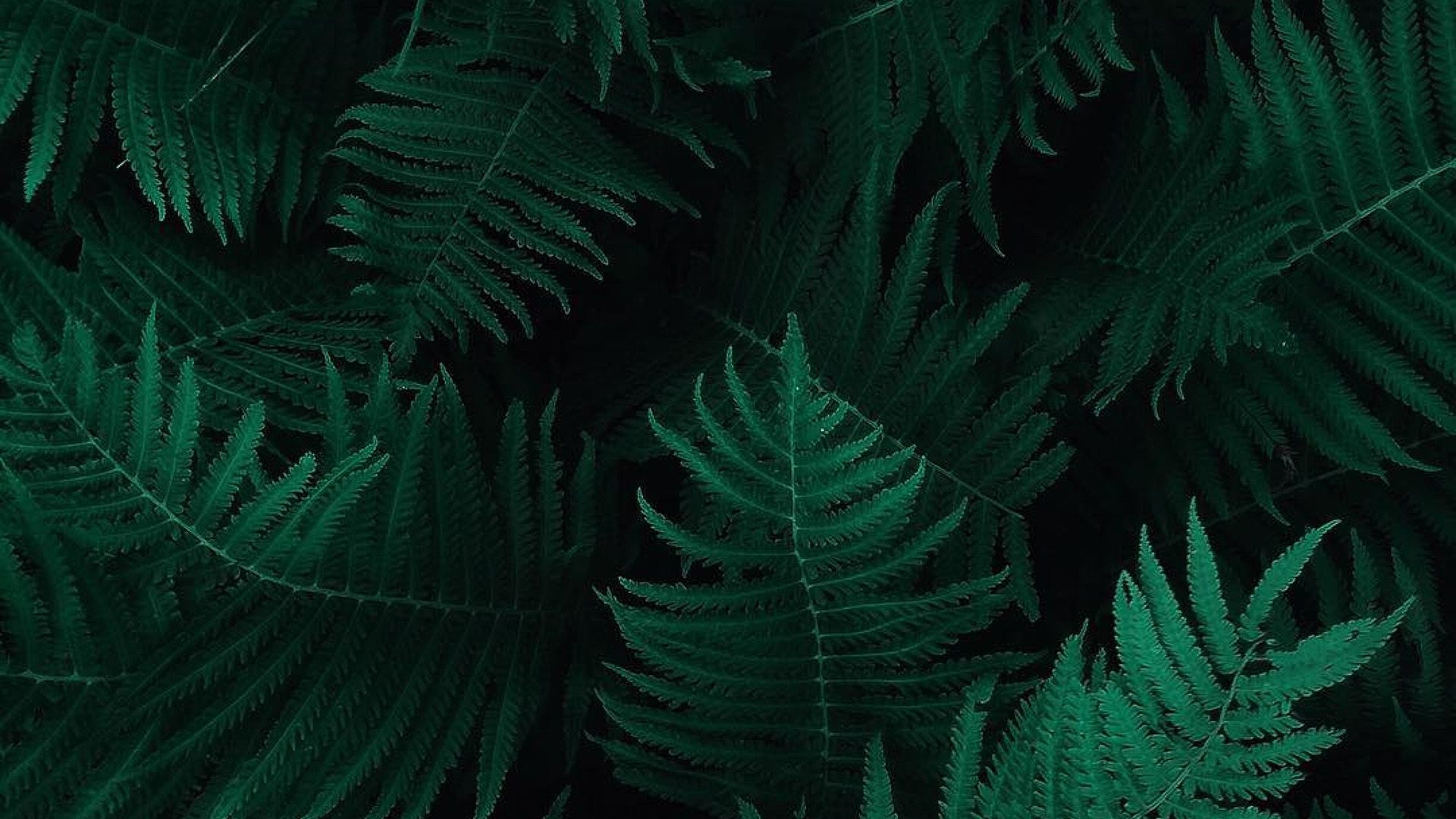 Green Leaf Dark Nature