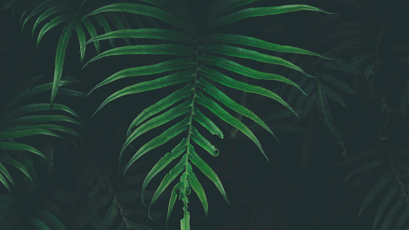 Leaf Tree Dark Nature