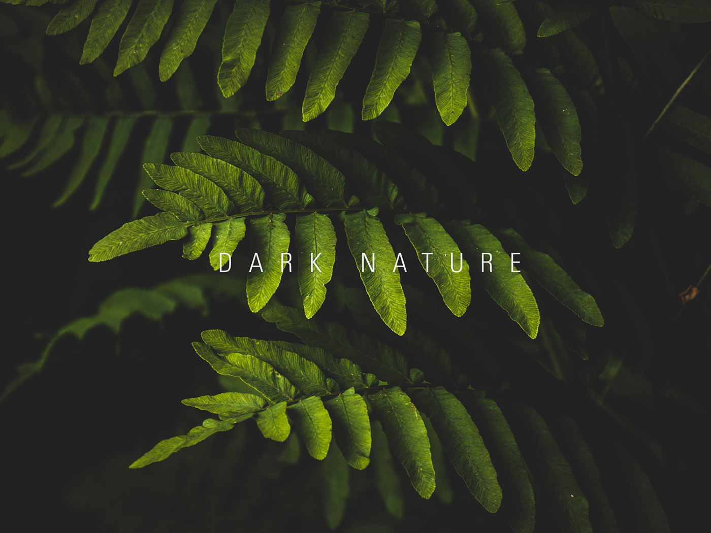 Dark Nature - Behance
