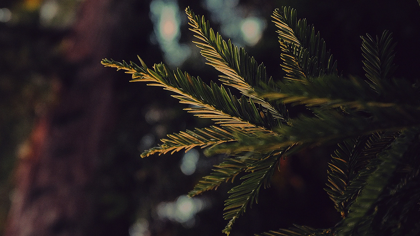 Tree Winter Dark Bokeh Life