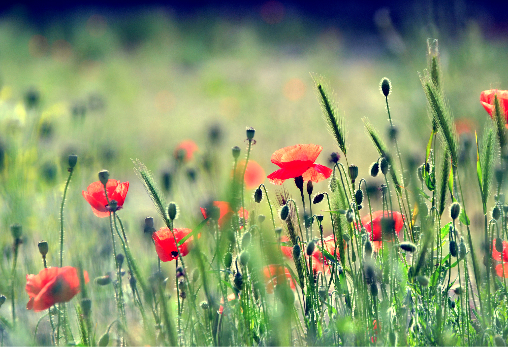 Red Flower Flower Poppy HD Wallpaper