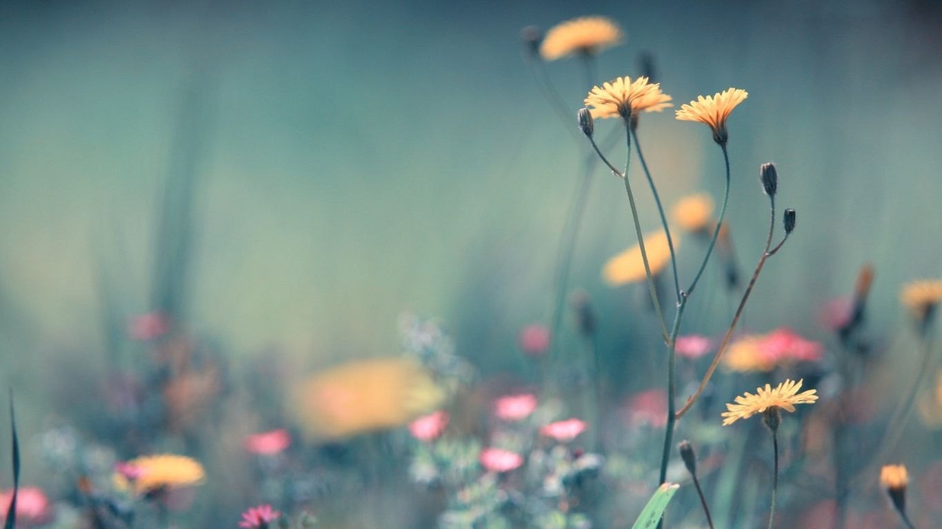 Field wallpaper, Wild flowers, Flower
