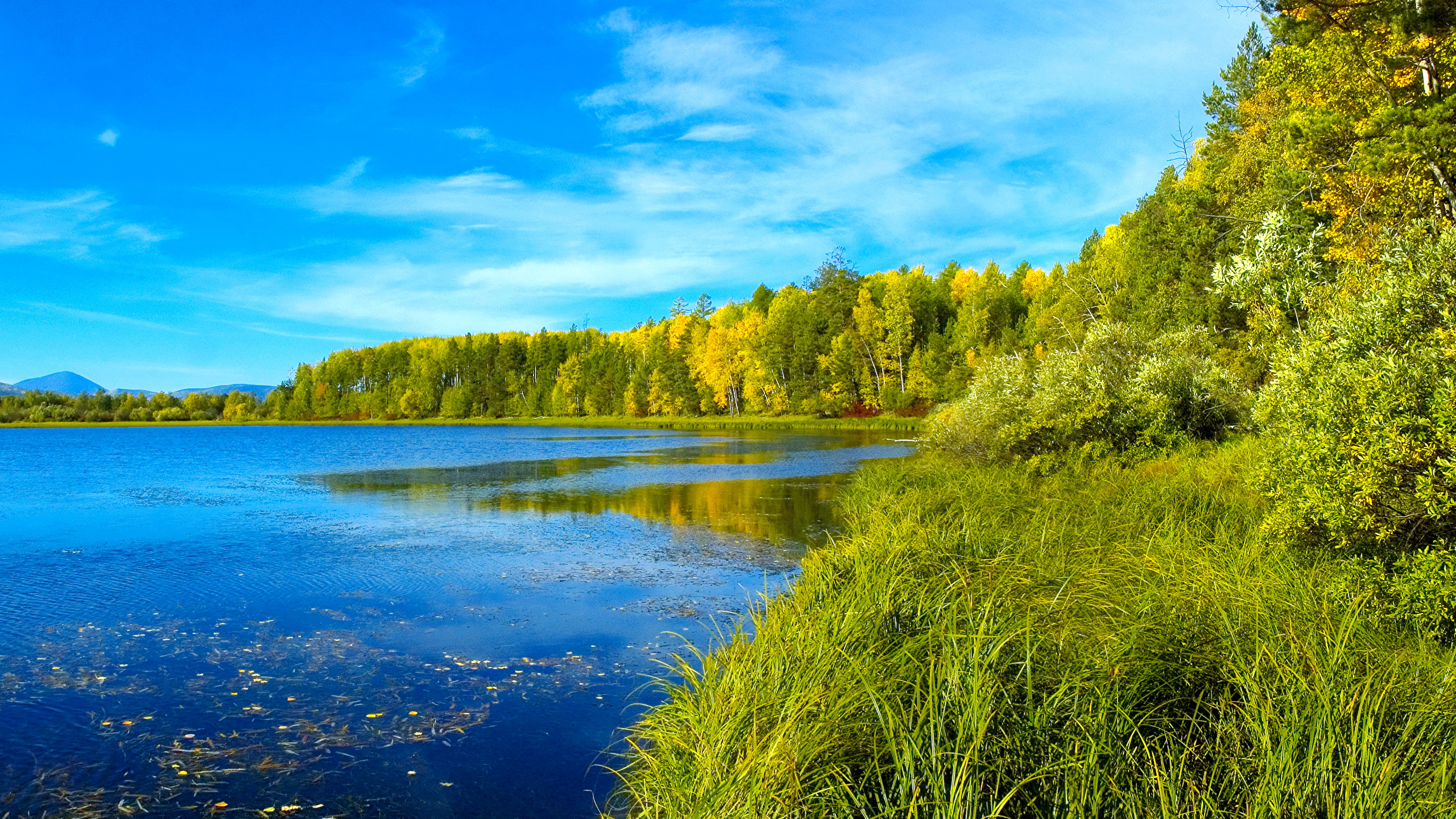 Photos Summer Nature Lake forest