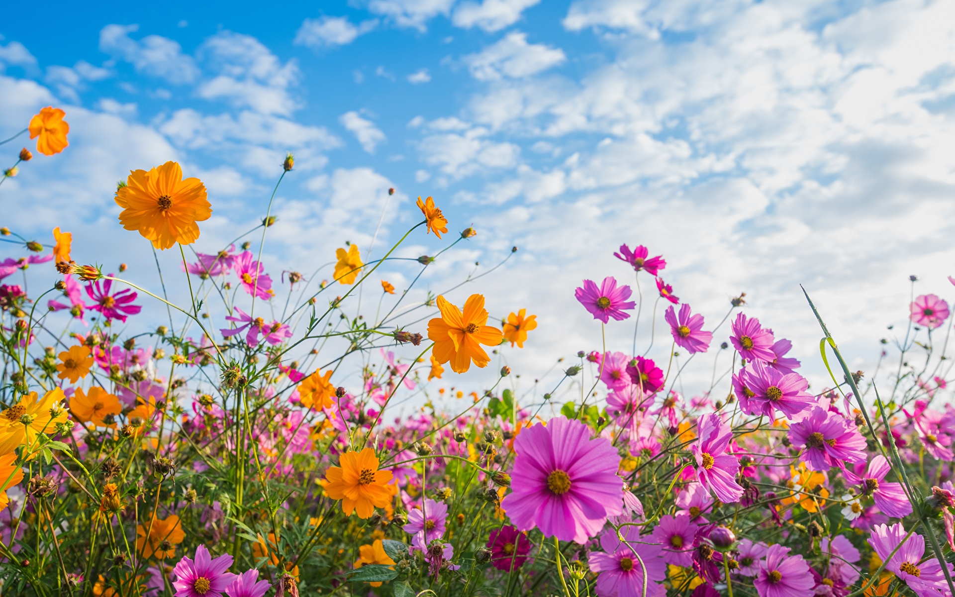 Summer Sky Flowers Cosmos plant 1920x1200