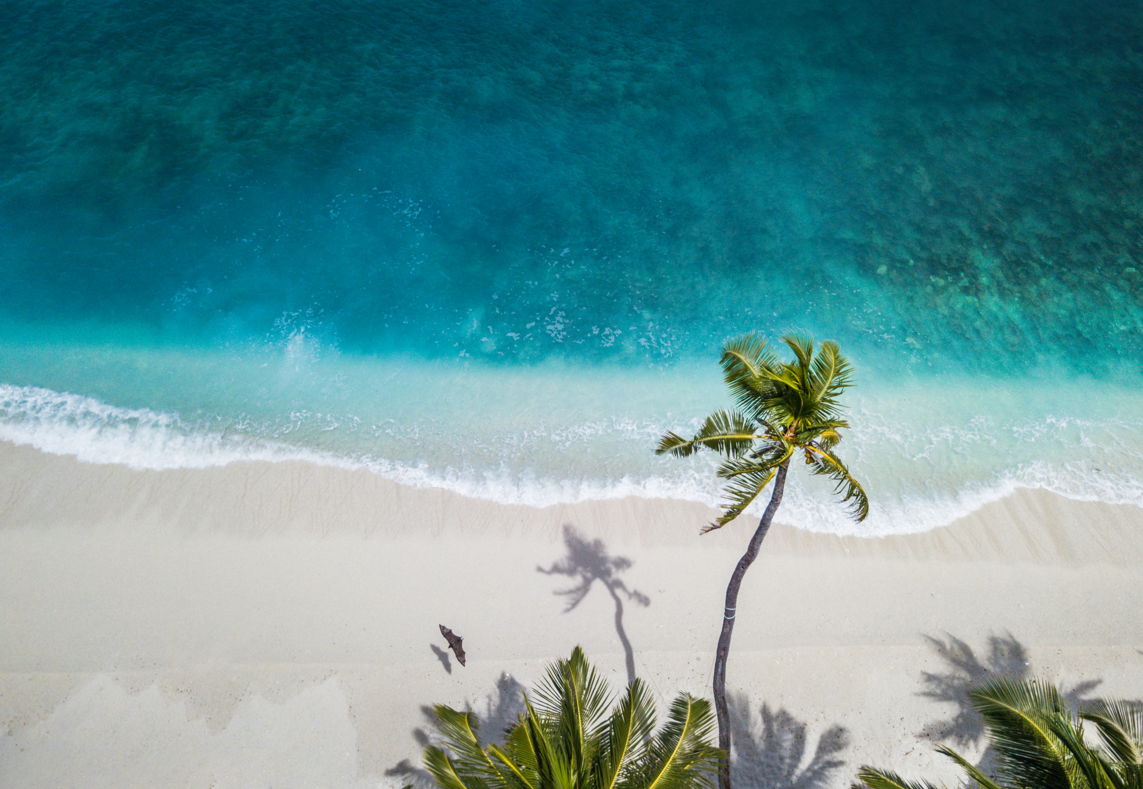 Tropical Wallpaper: Free HD Download