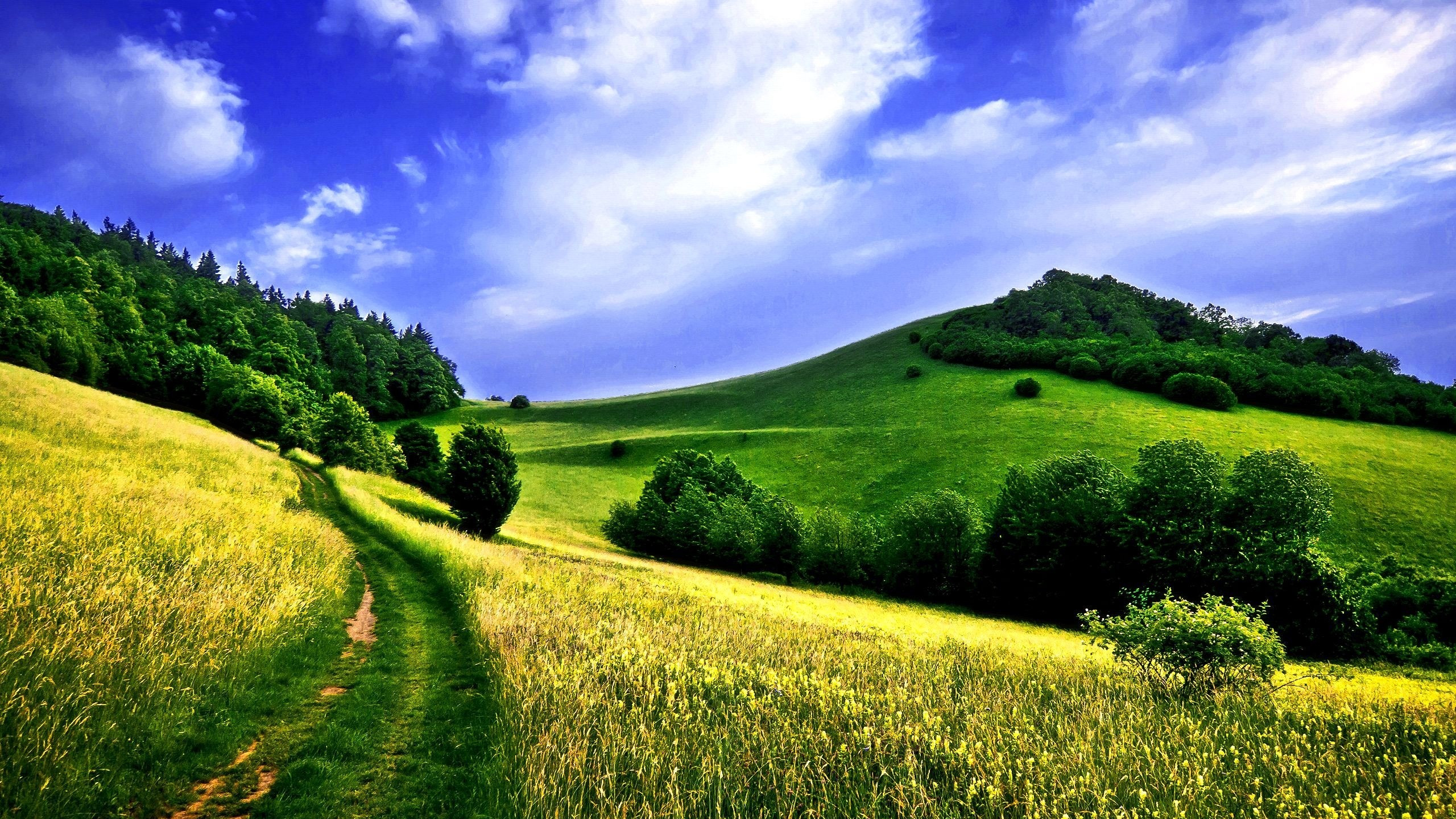 Summer Field Wallpaper 2560x1440 57025