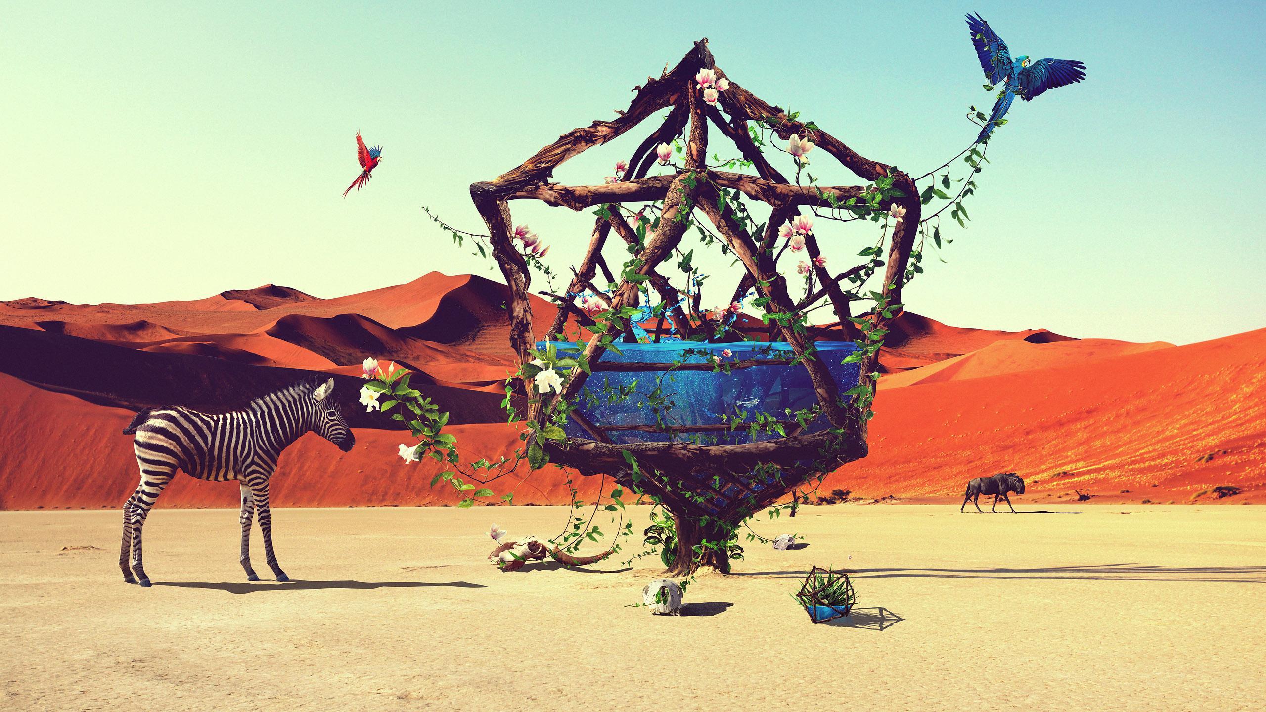 Summer, Desert, Oasis [2560x1440], r