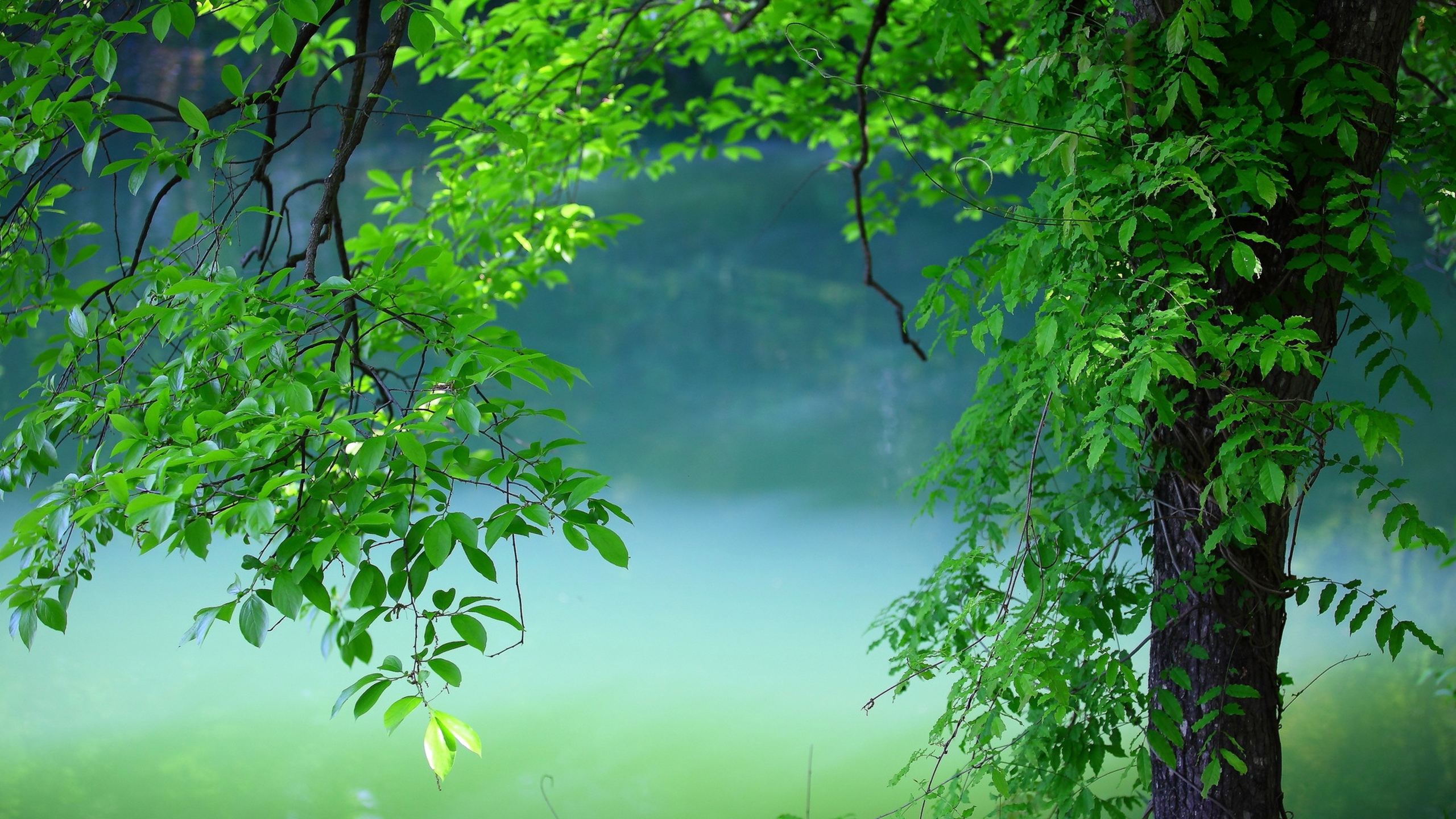 Tree Leaves Summer 1440P