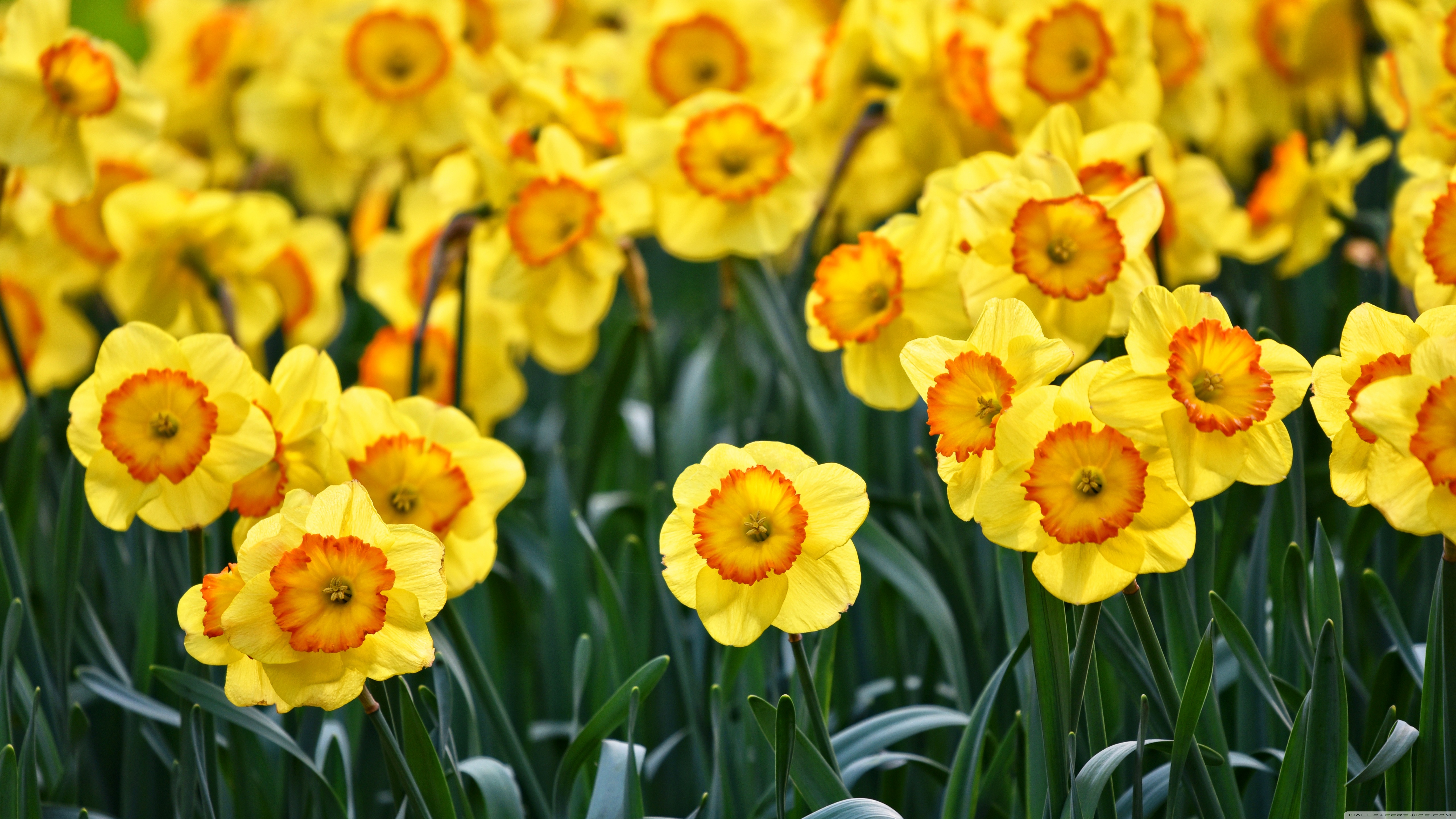Yellow Daffodils Flowers, Outdoors