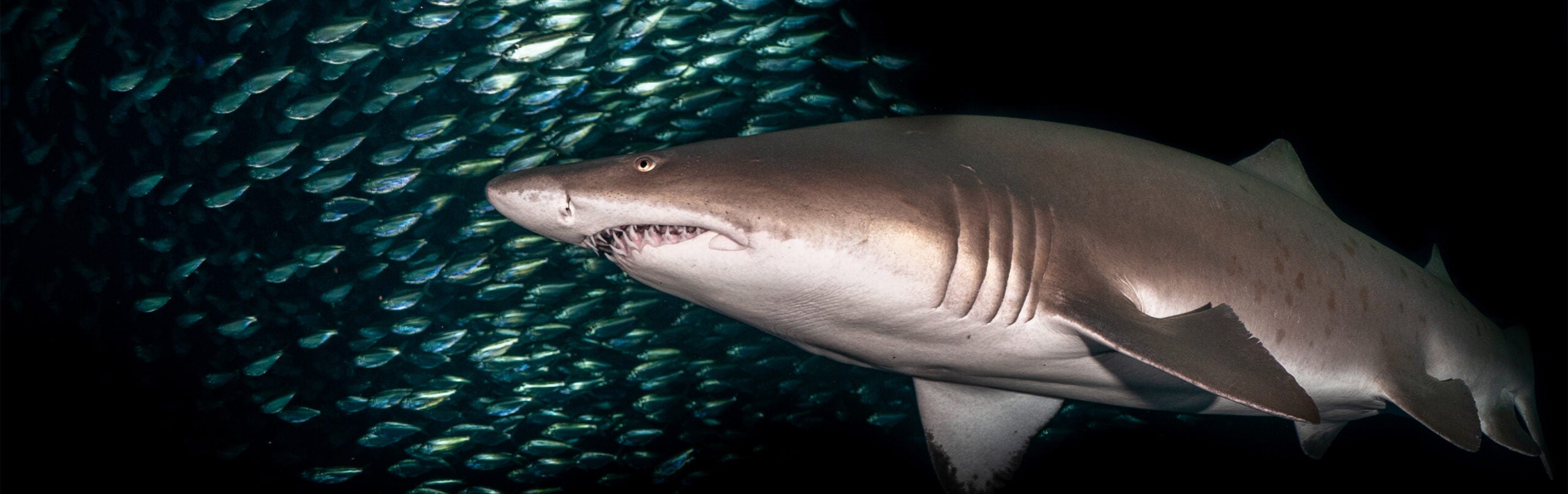 Sand Tiger Shark