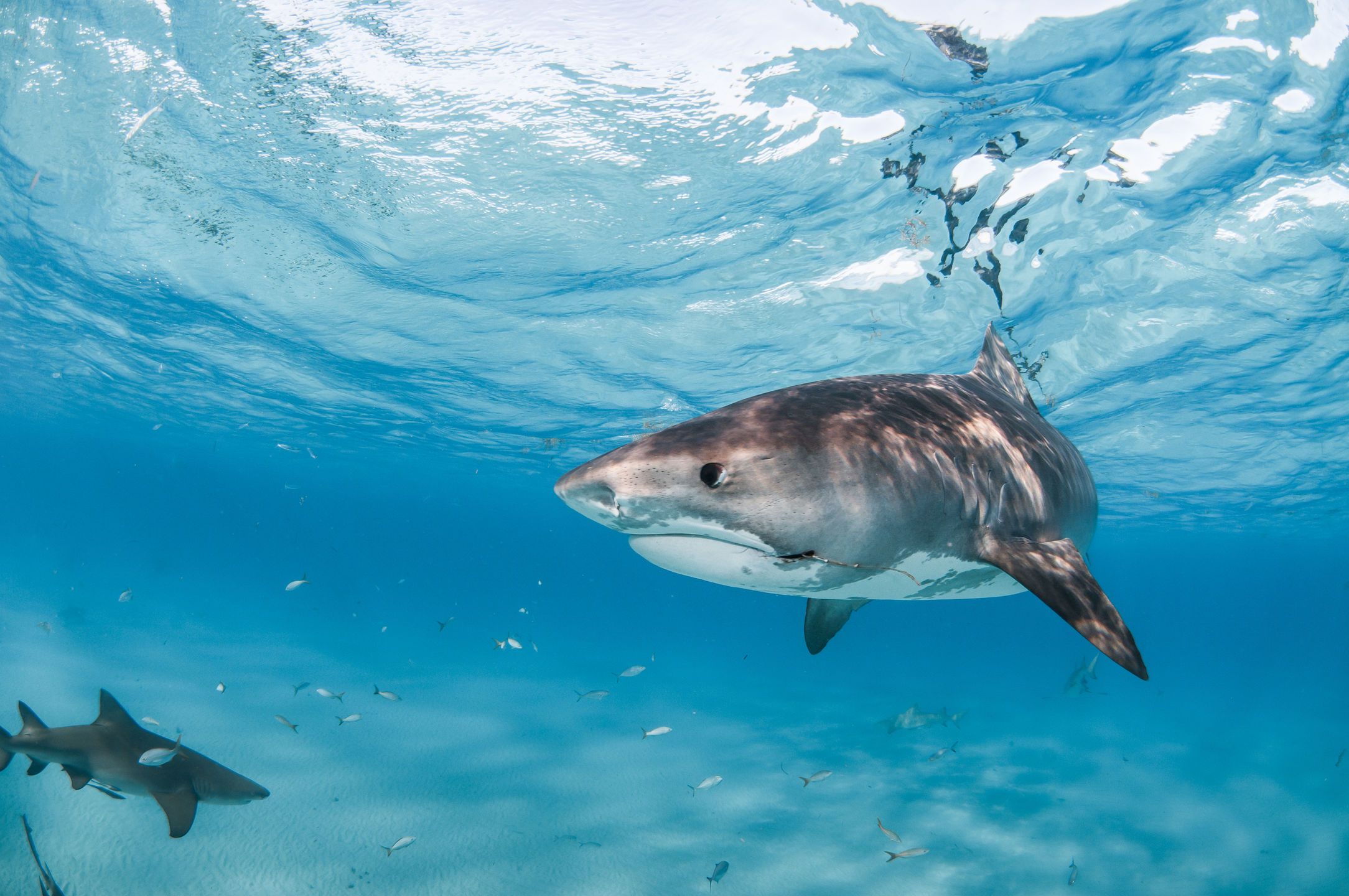 Sand Tiger Shark. Shark, Shark image