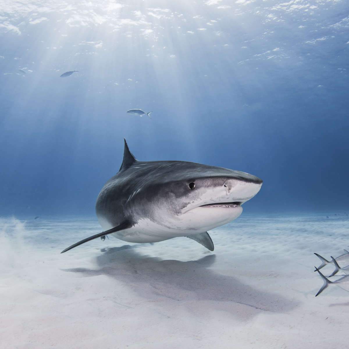 Sand Tiger Shark Wall Art. Paintings