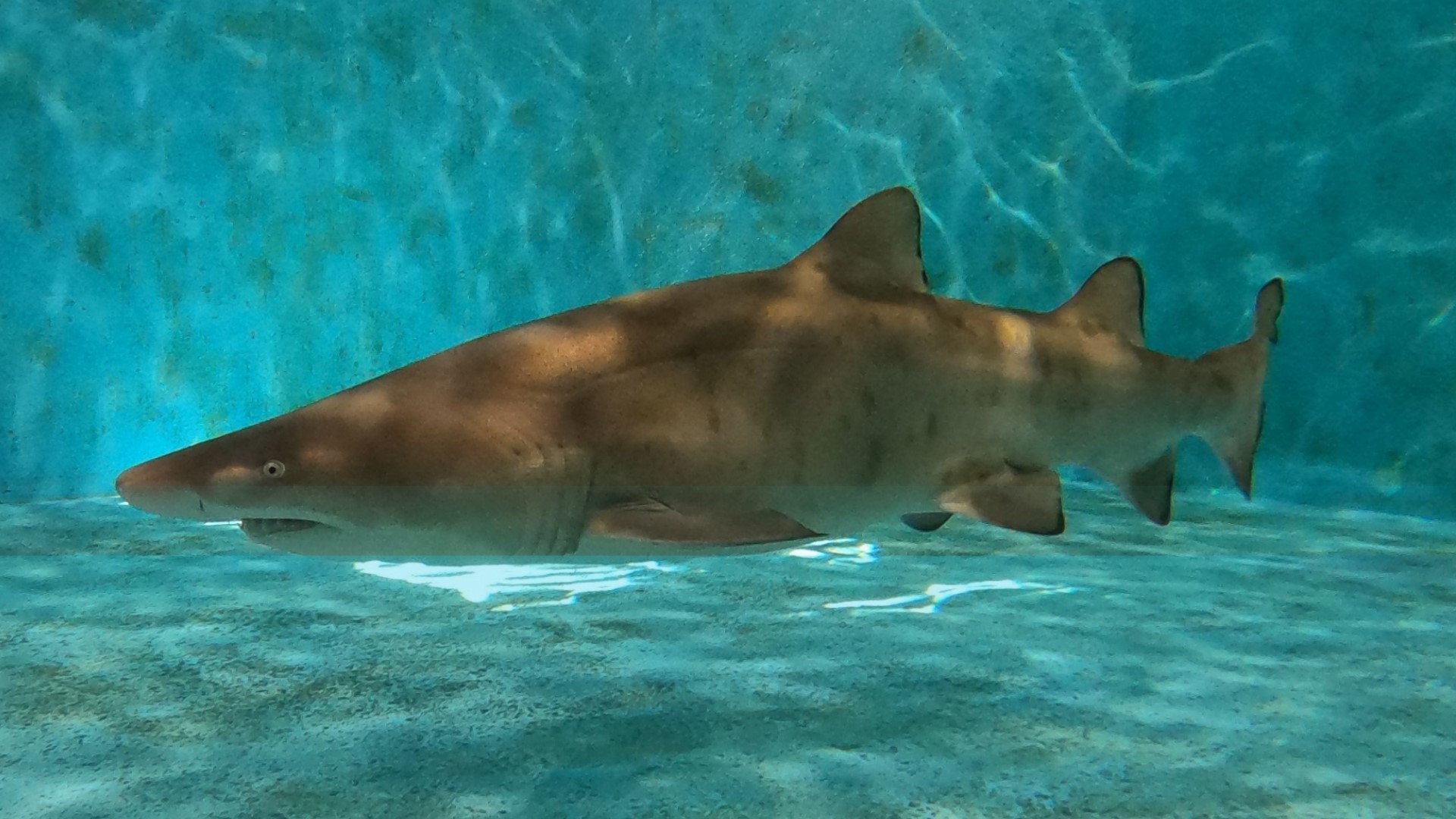 sand tiger shark birthnewsnow