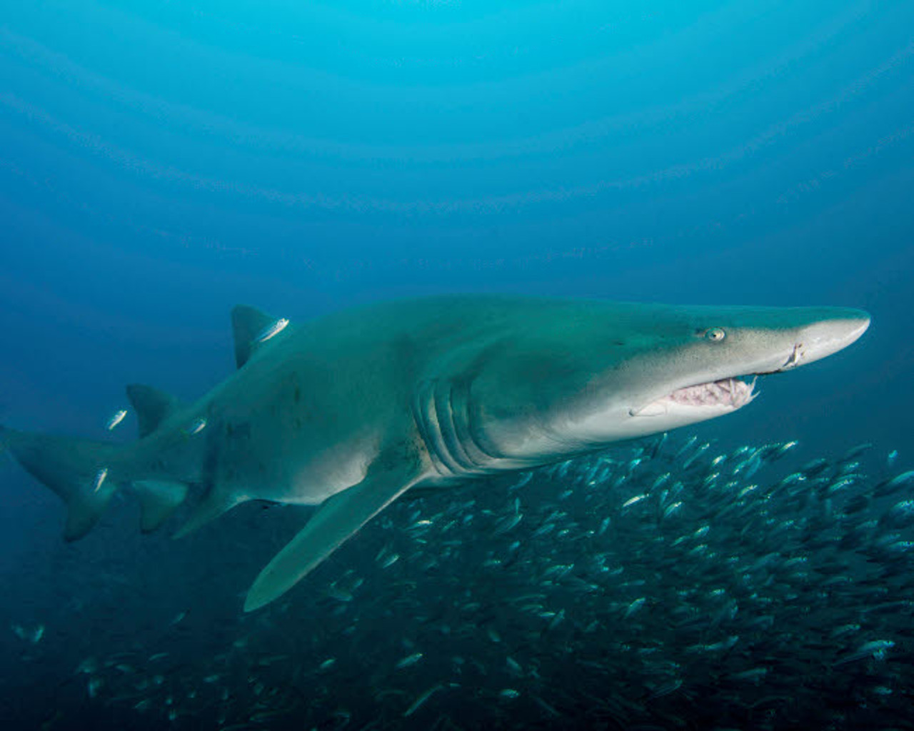 A sand tiger shark above a school