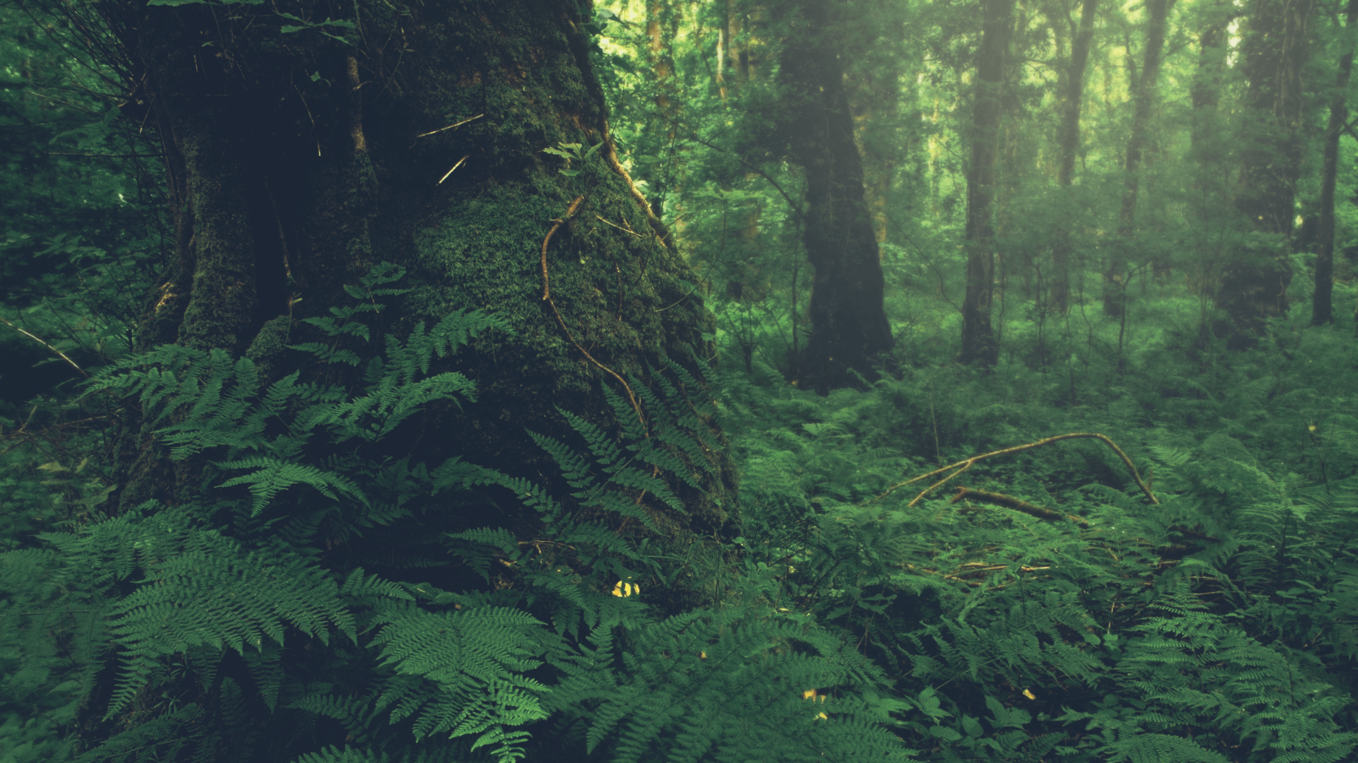 Old Growth Forest 1920 × 1080, R