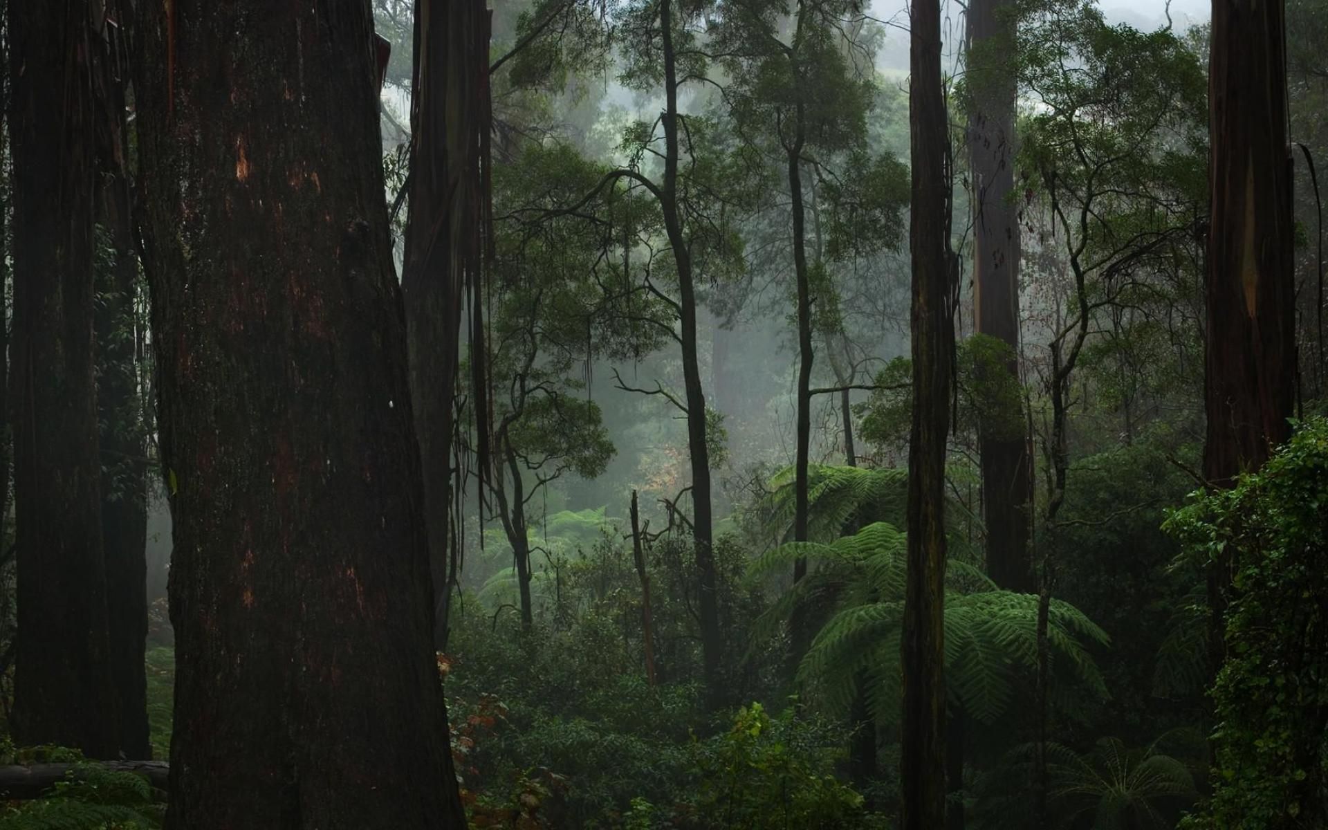 Nature desktop wallpaper, Forest