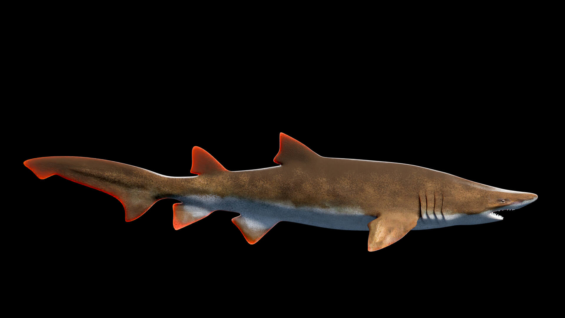 Animated Sand Tiger Shark