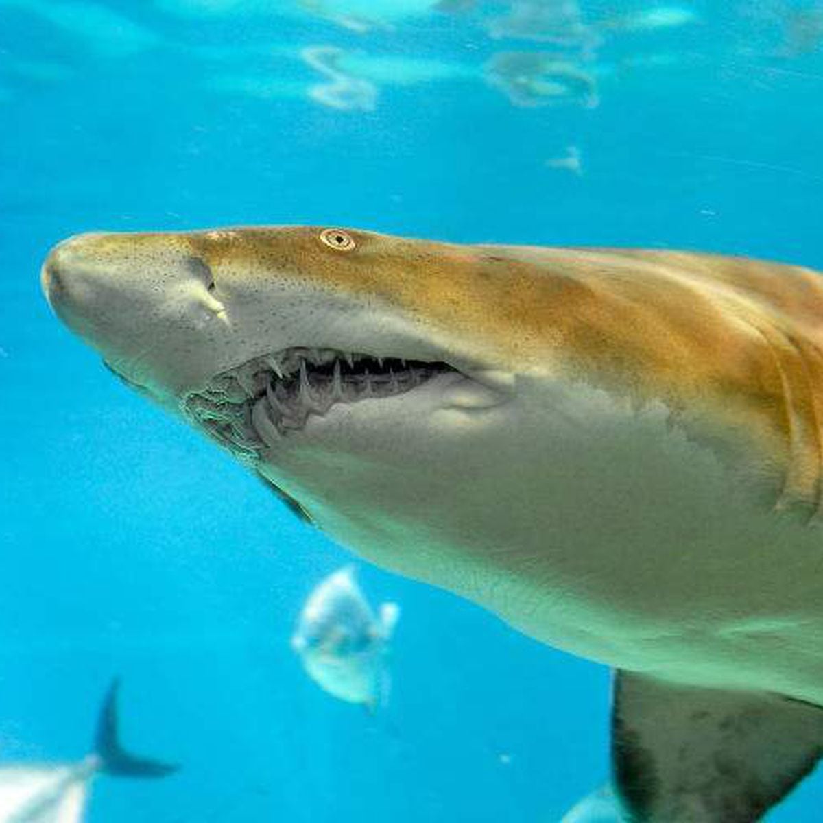 A rare sand tiger shark nursery has