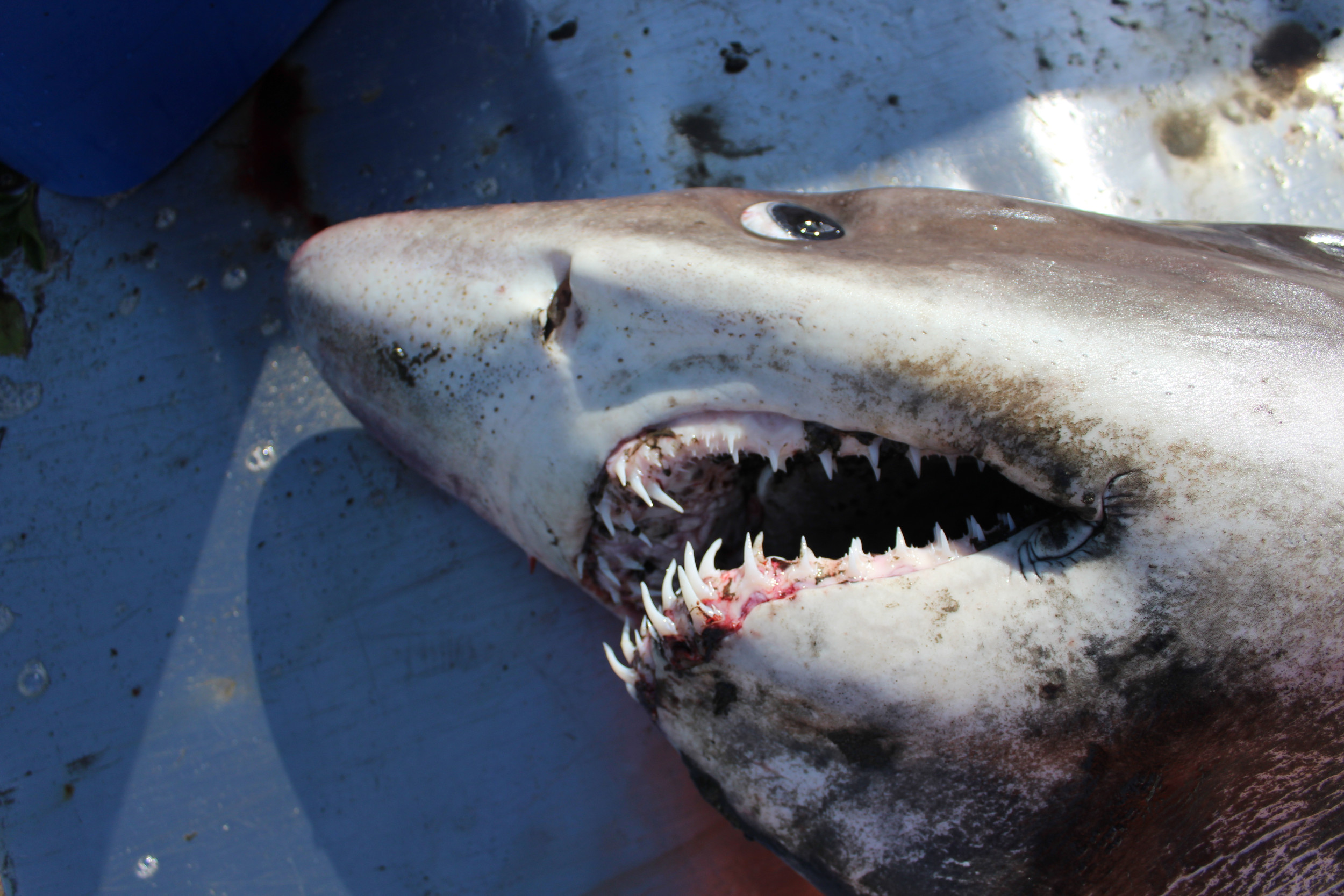 Giant, Rare Shark Washes Up Somewhere
