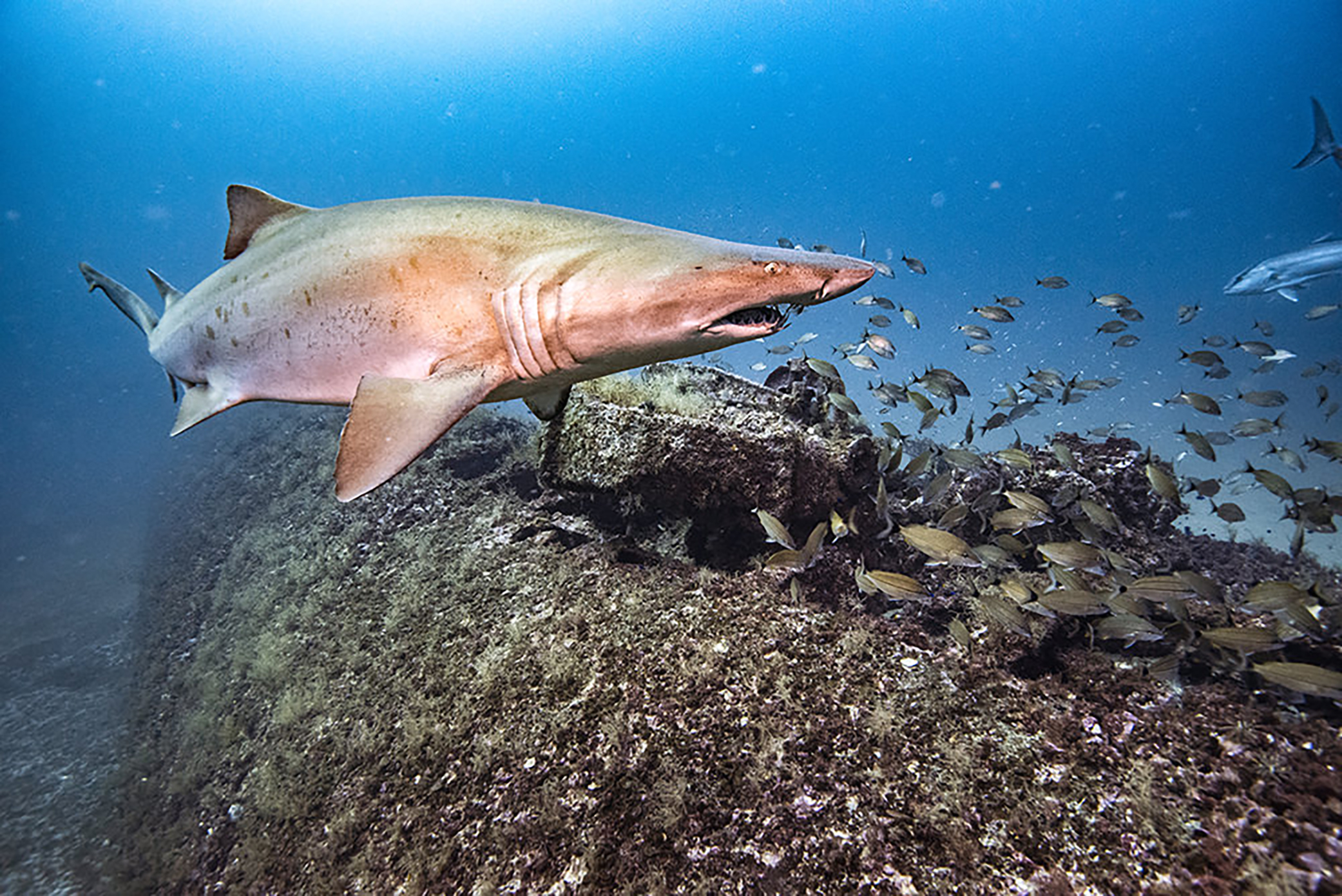 Female Sand Tigers Love Shipwrecks