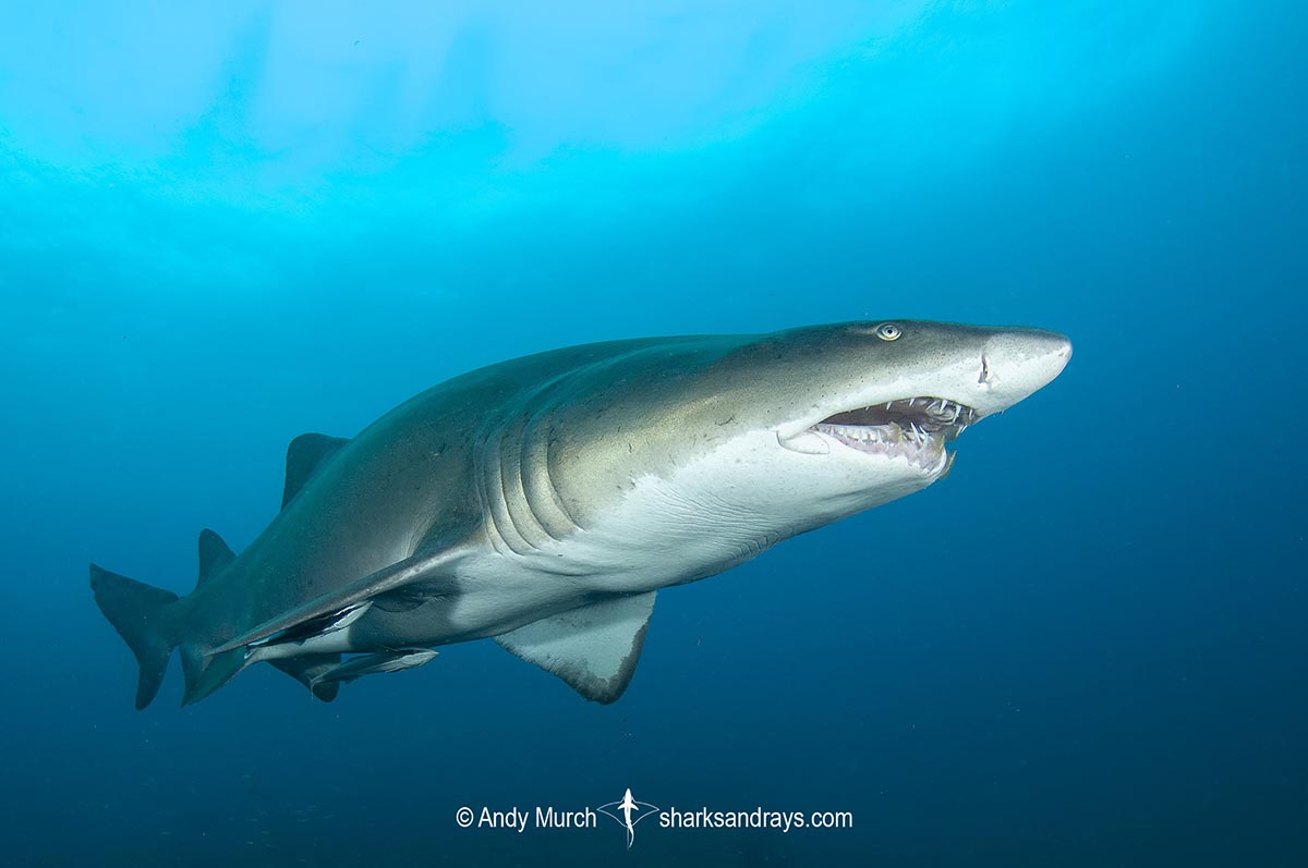 Sandtiger Shark