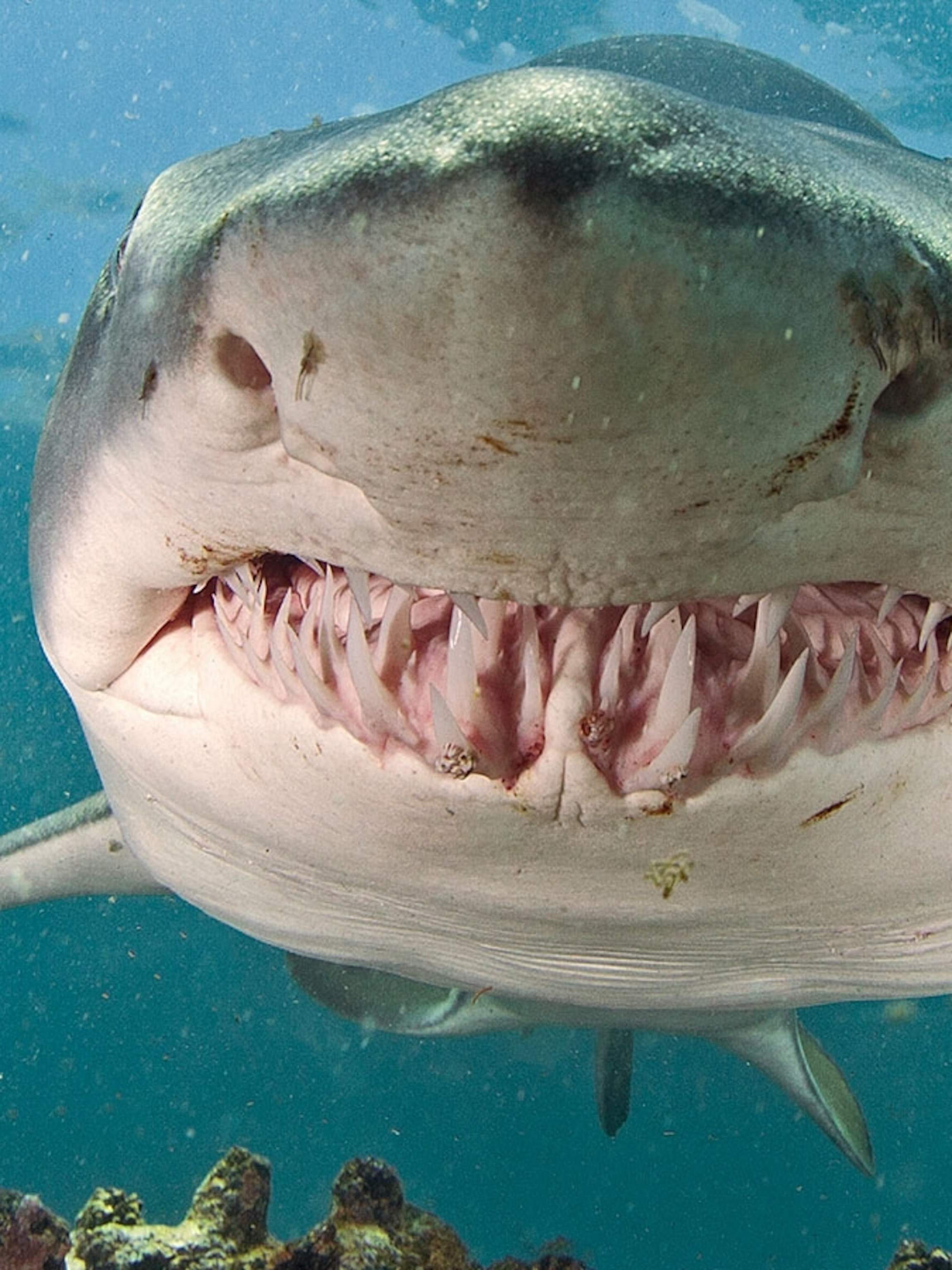 Sand Tiger Shark