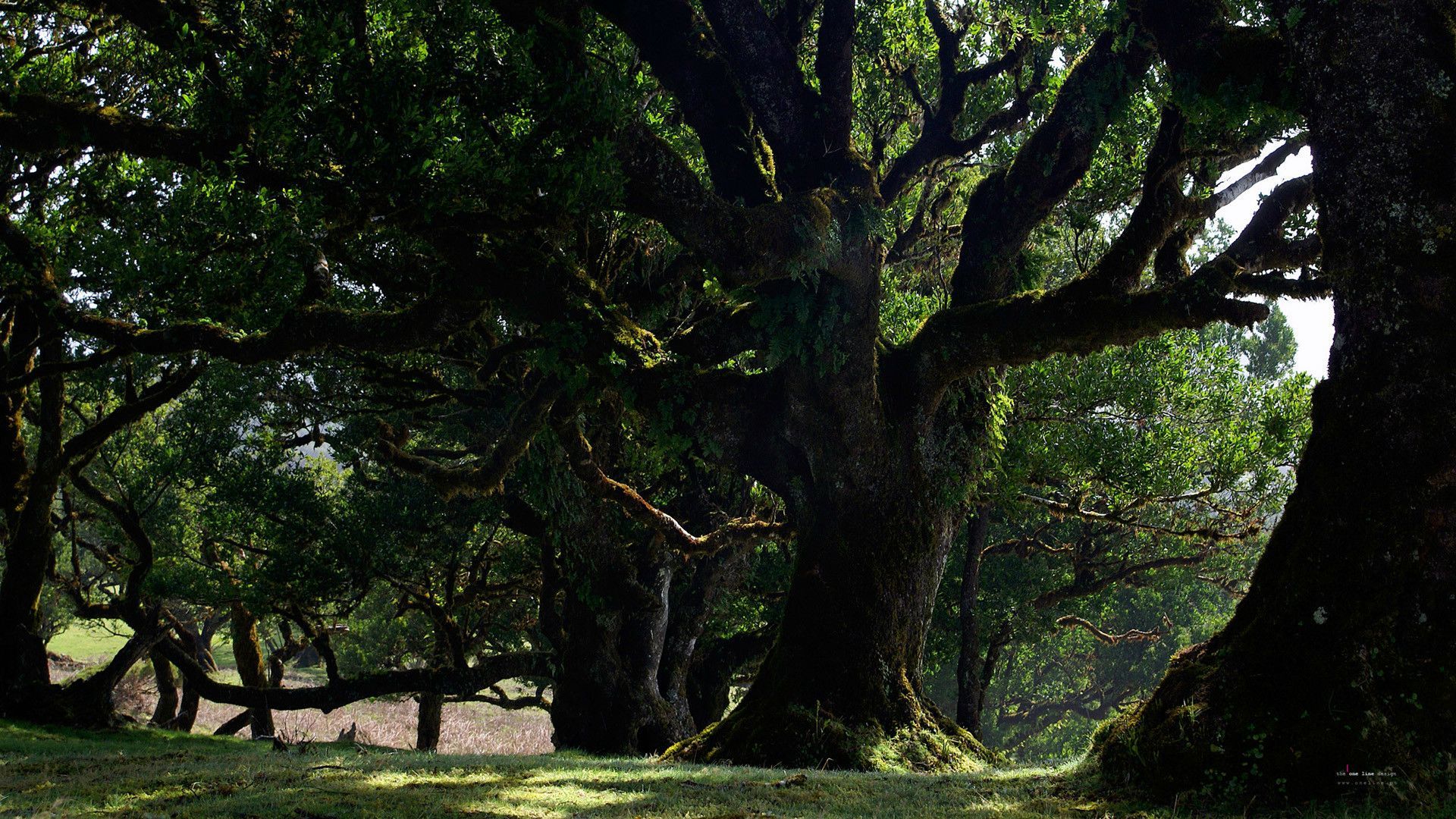 Forest wallpaper, Tree, Old trees