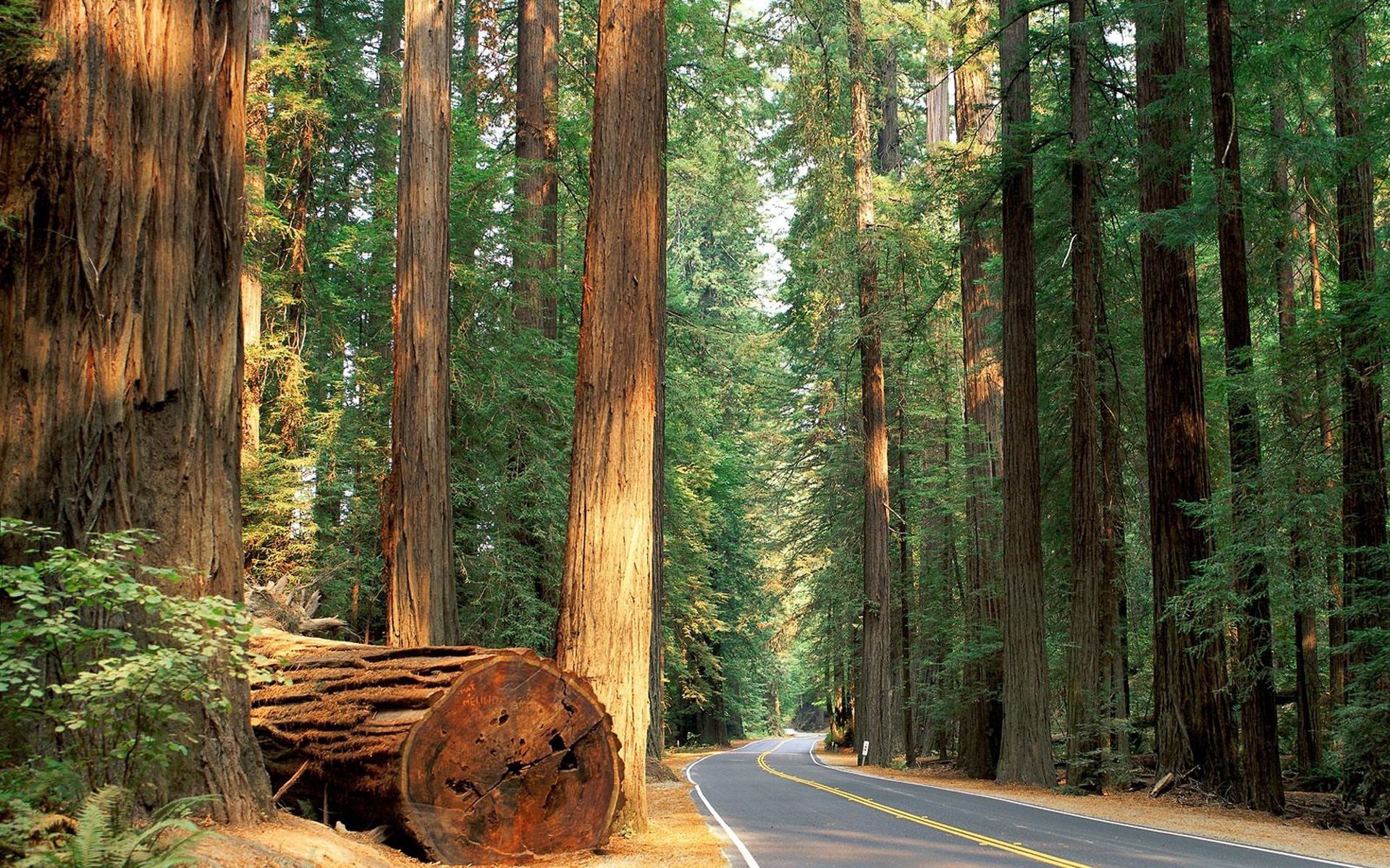 HD desktop wallpaper: Felling, Trees