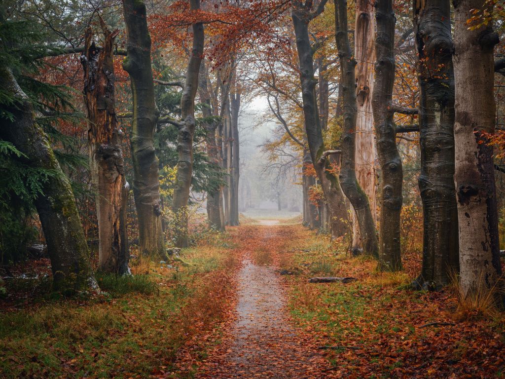 Photo Wallpaper. Buy forest wallpaper