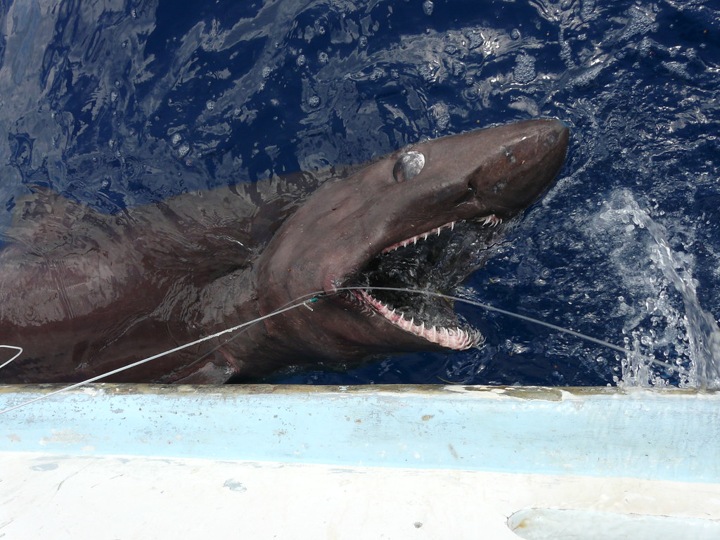 Bigeye Sand Tiger Shark. The only