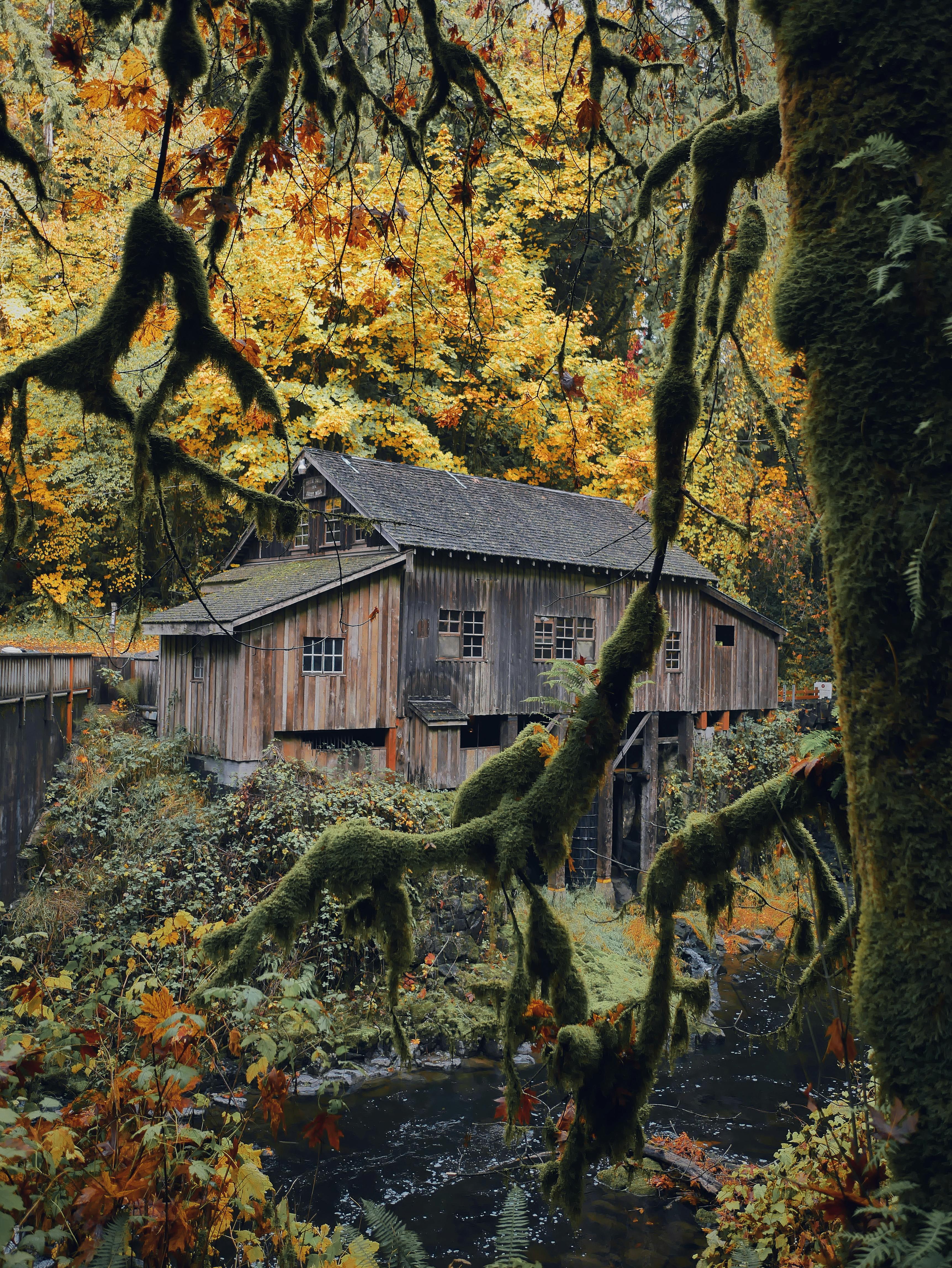 Old Growth Forest Photo, Download