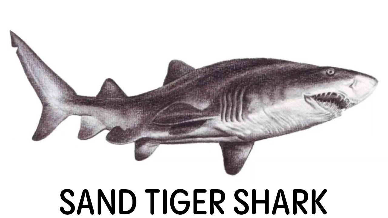 How To Draw Sand Tiger Shark