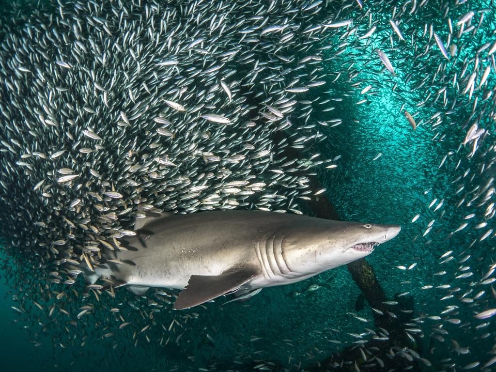 bait balls of tiny fish