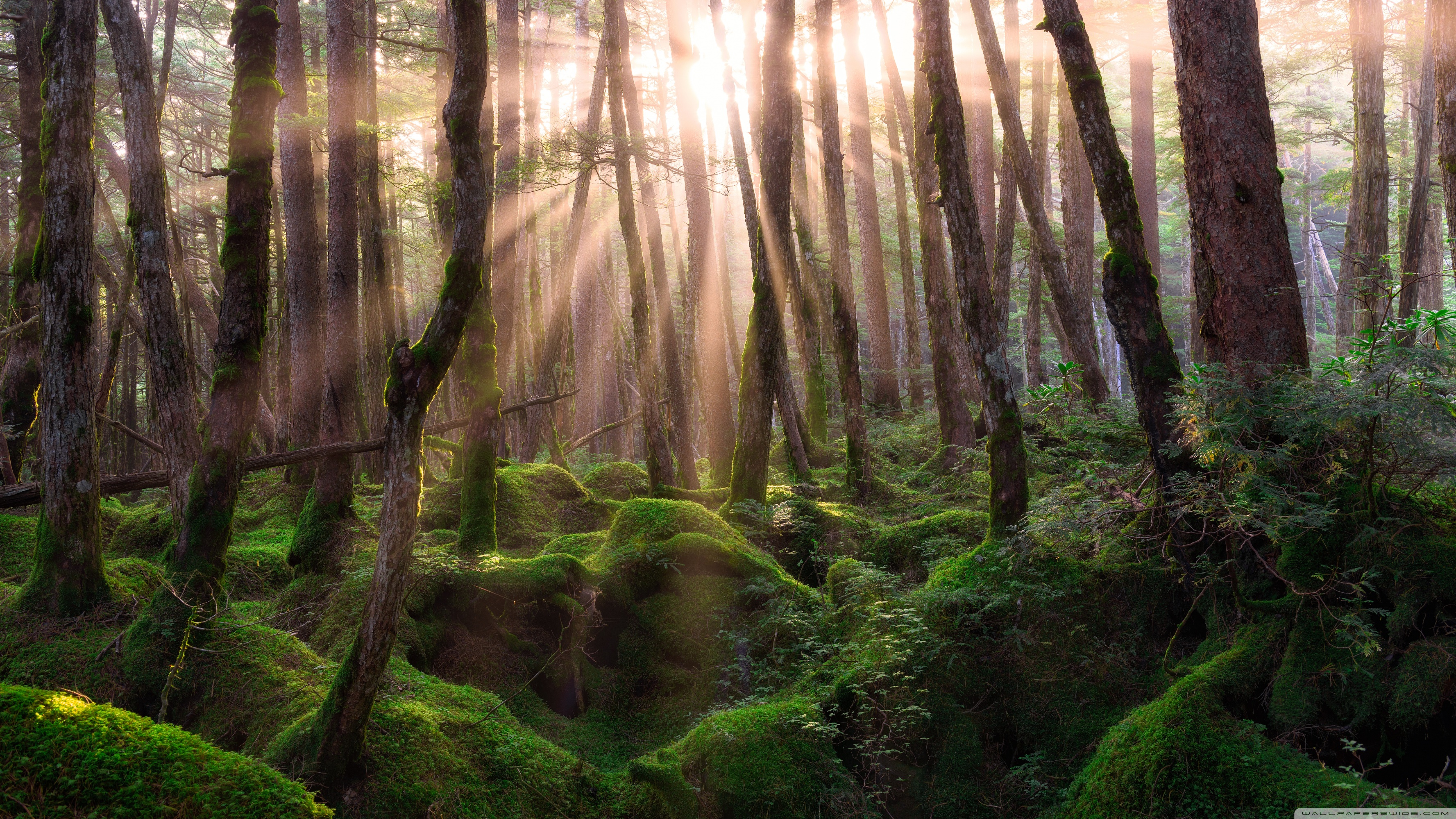 Pine Forest Sunrise Ultra HD Desktop