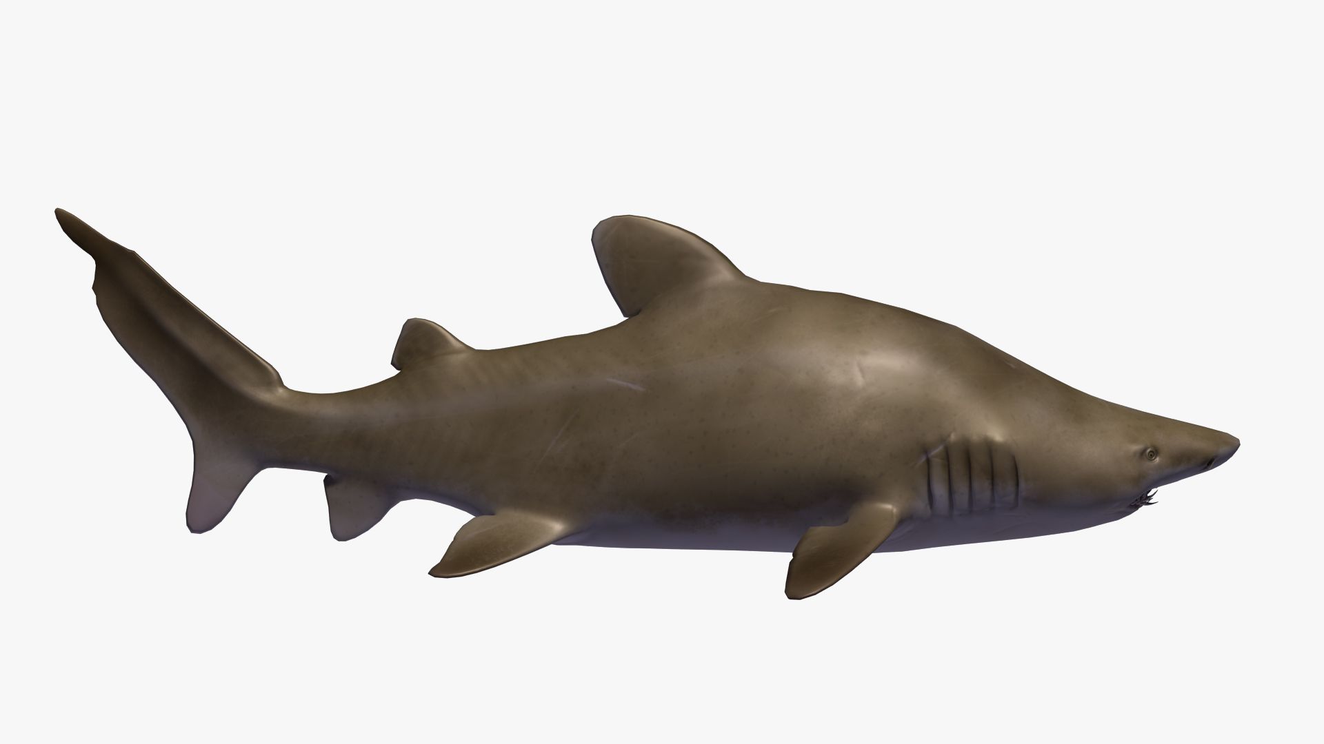 Sand tiger shark 3D Model $99 - .ma