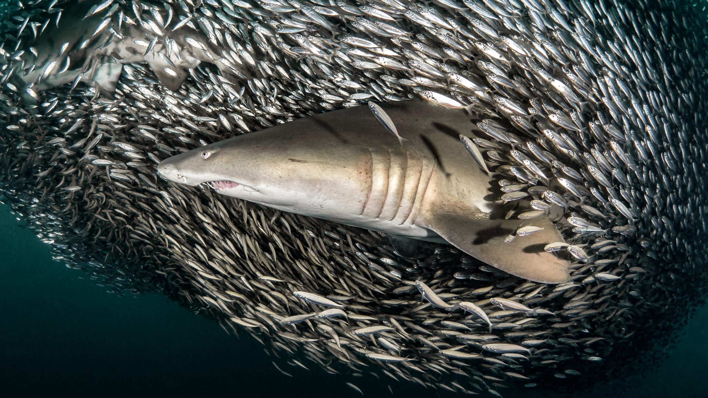 Tanya Houppermans on sharing underwater