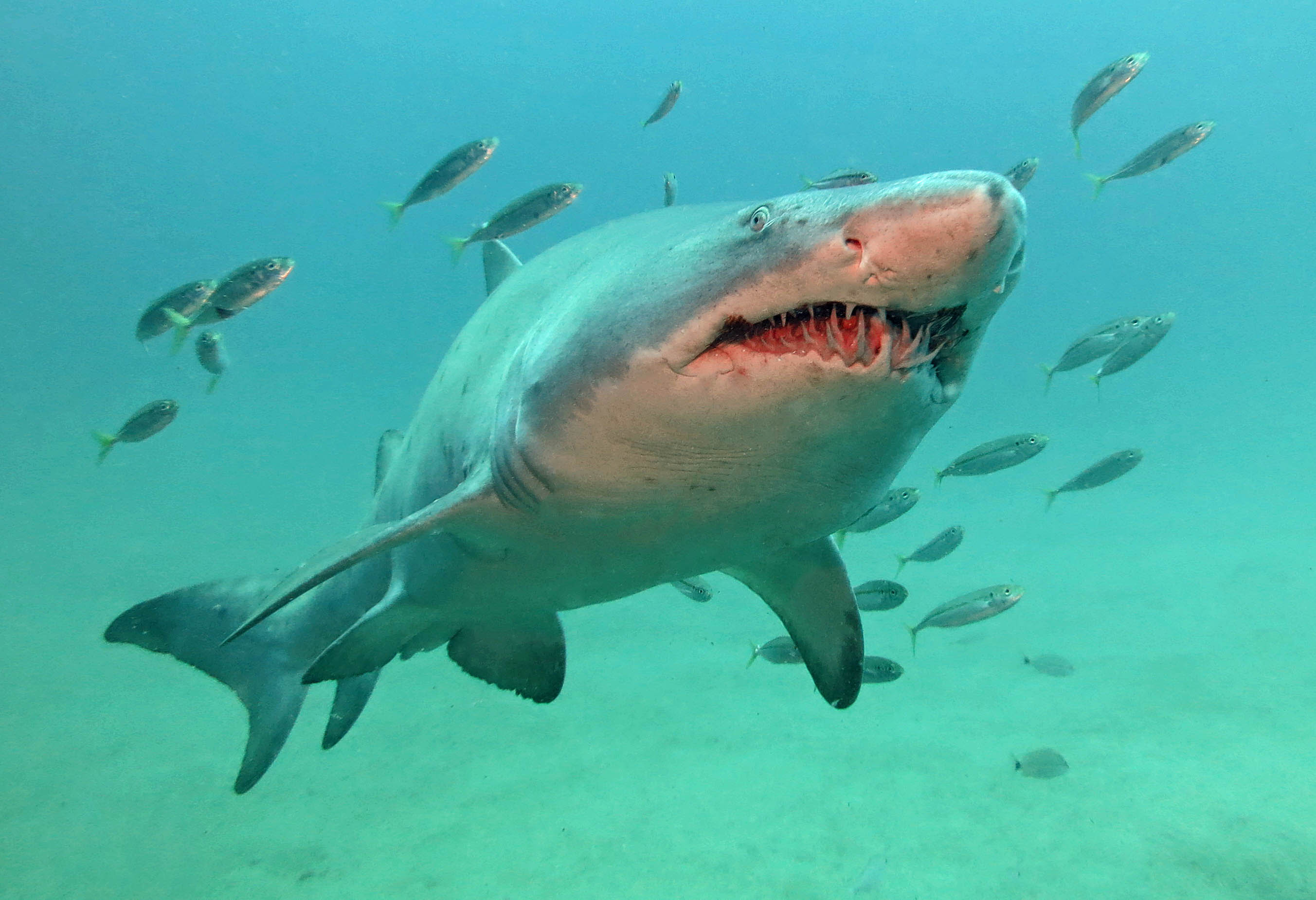 North Carolina Sand Tiger Shark