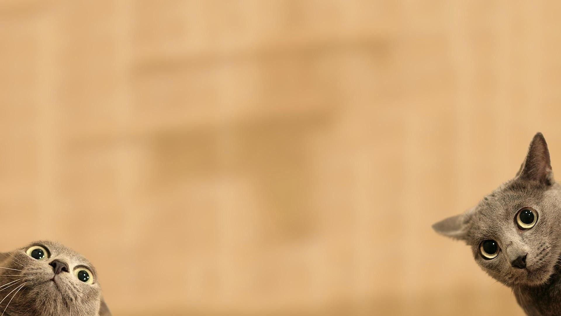 Cute Cat Background picture