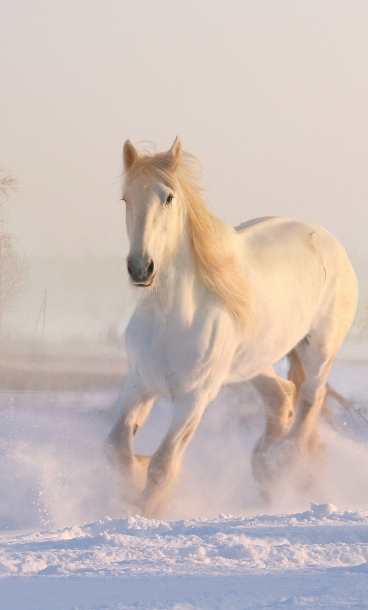 Download wallpaper 1280x2120 white