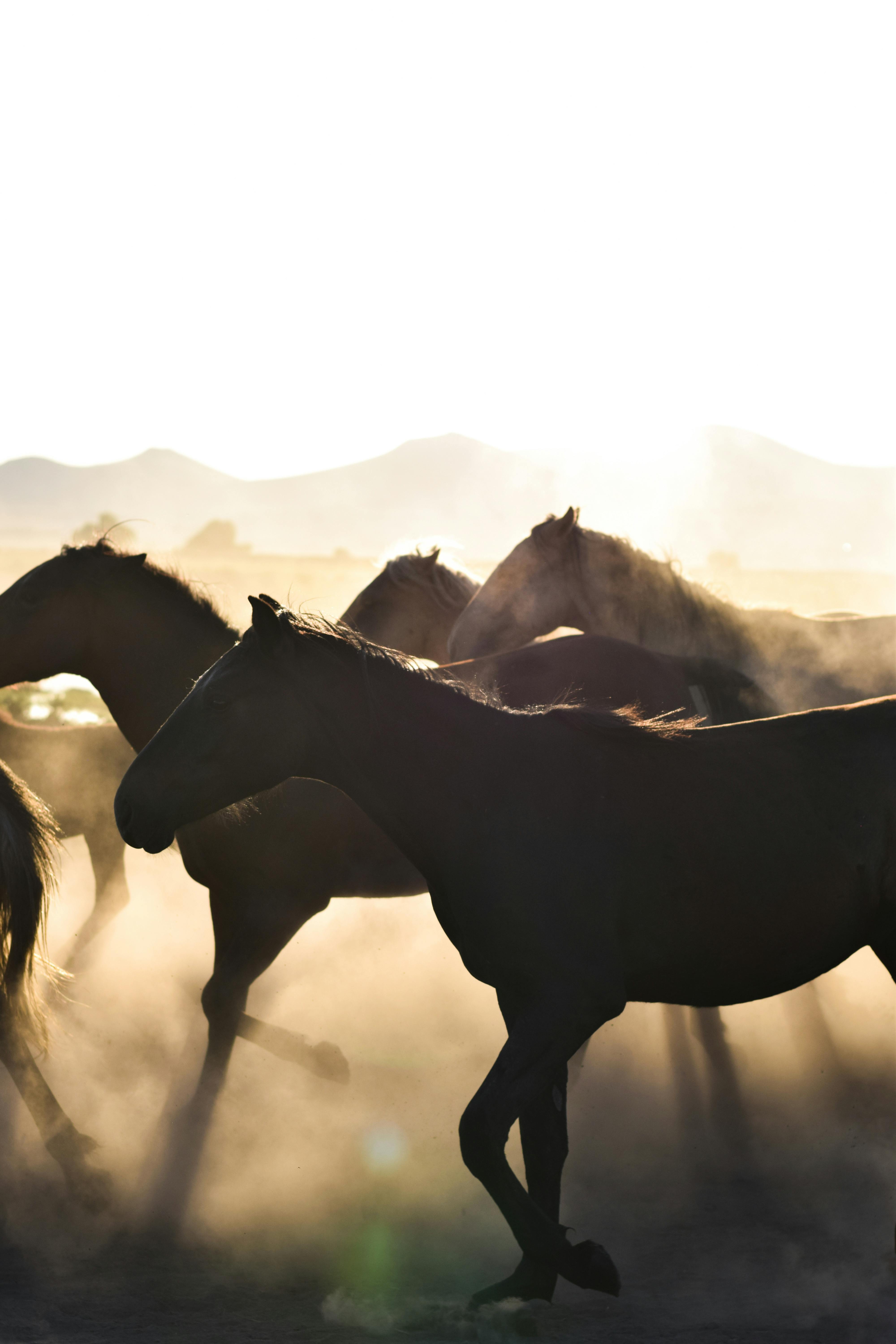 Horses Running Photo, Download