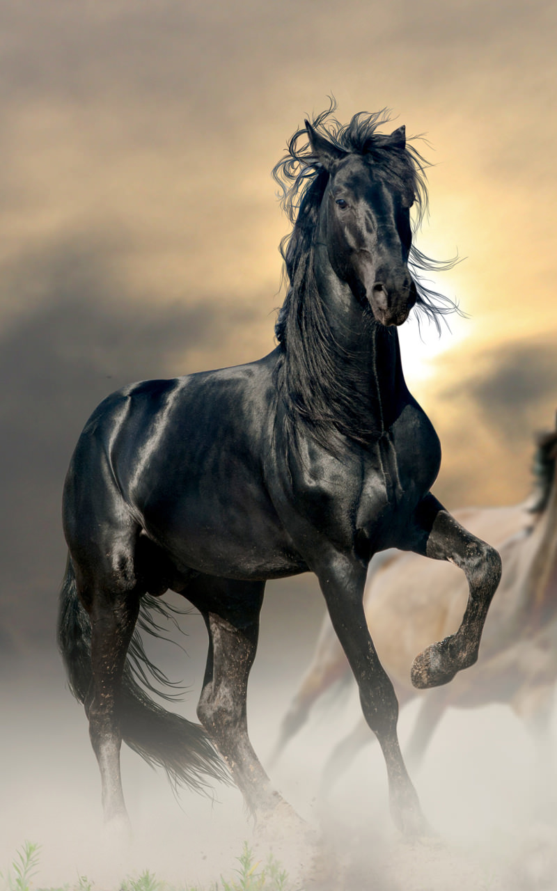 Animals HD Live Wallpaper