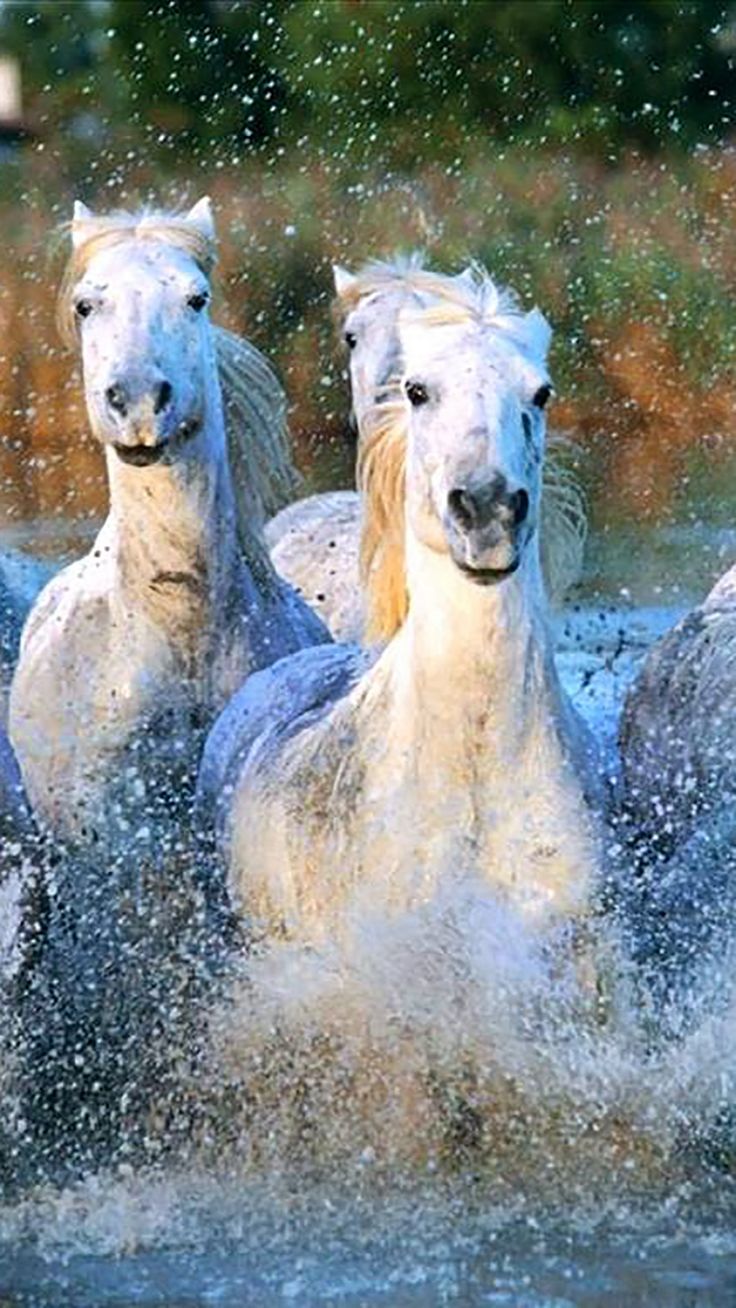 Camargue Horses Running Water Splashing