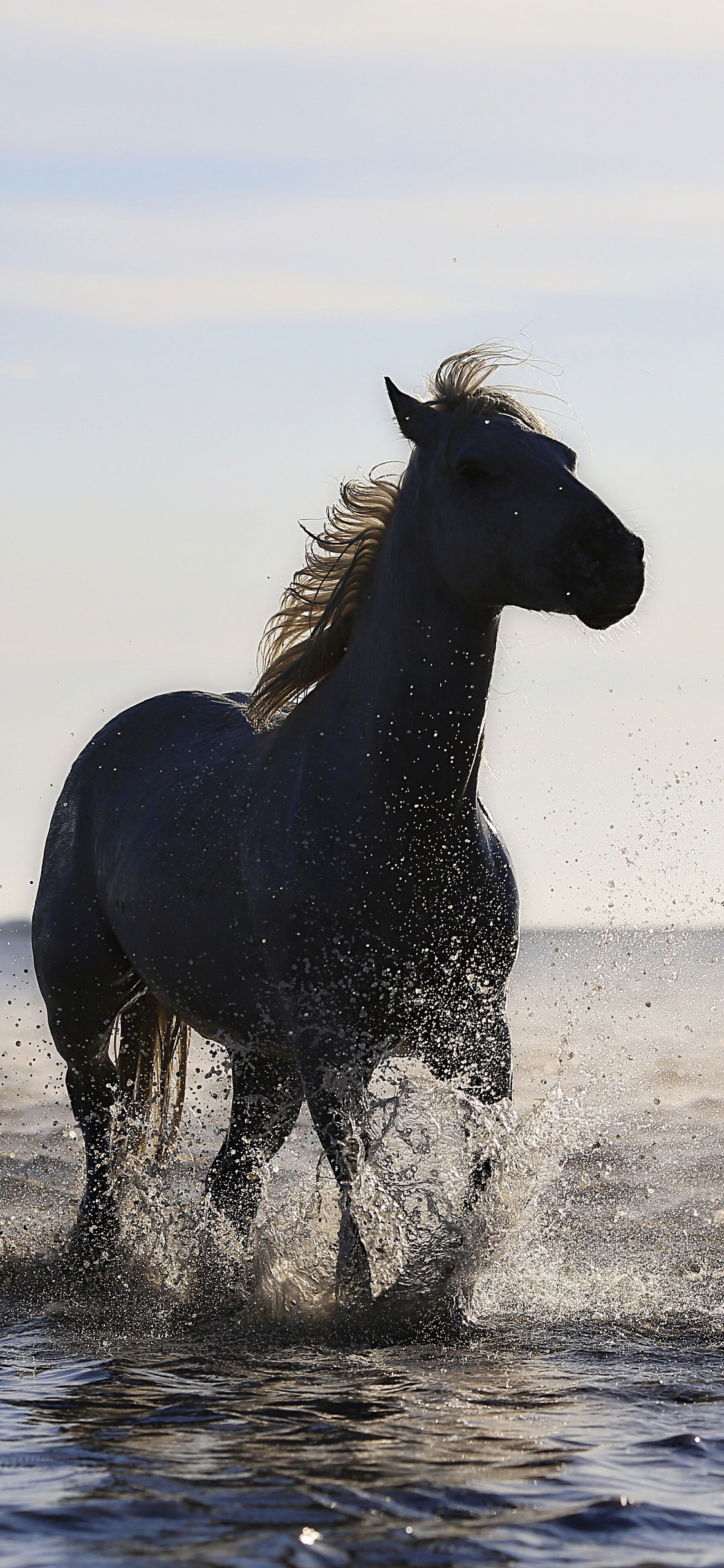 Horse Running On The Beach 4k