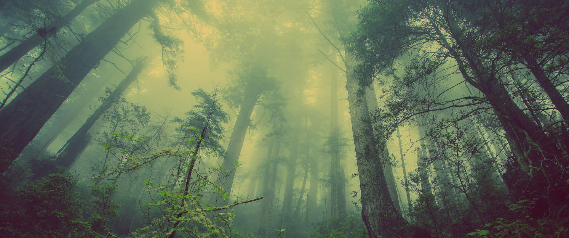 Download Ultra Wide 4K Foggy Forest Wallpaper