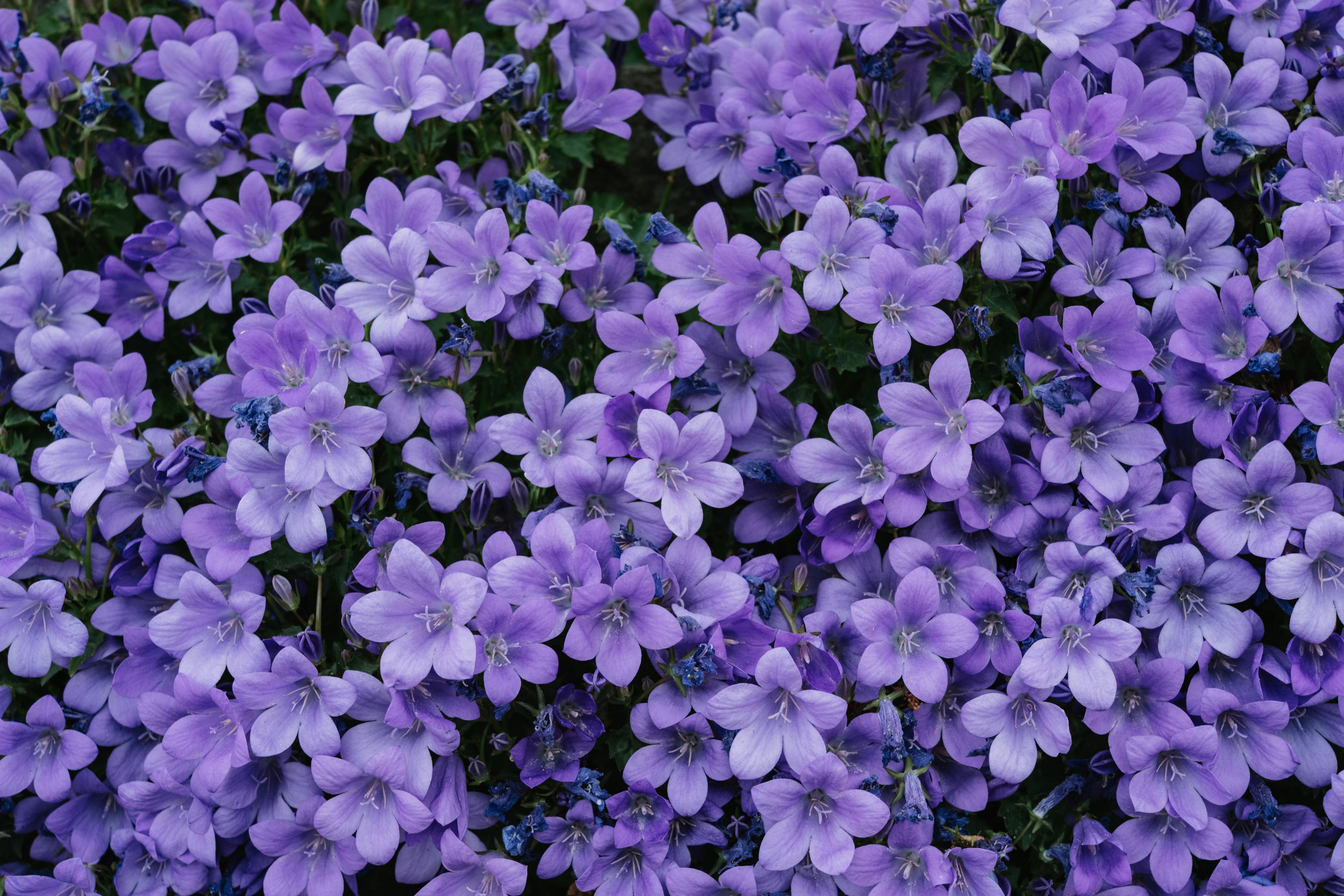 300,Best Purple Flowers Photo · 100% Free Downloads