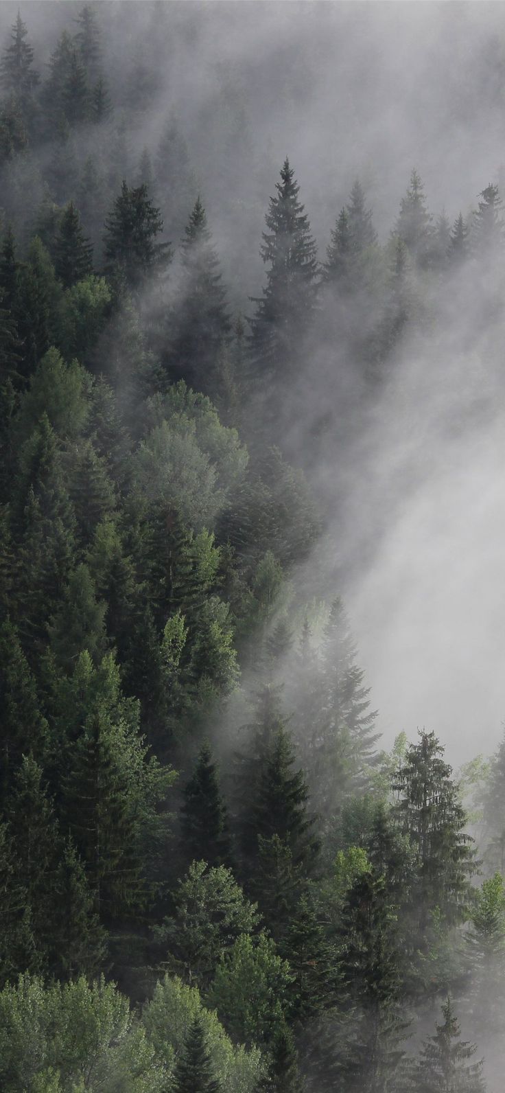 Austria 4k 5k 8k forest fog mist pines